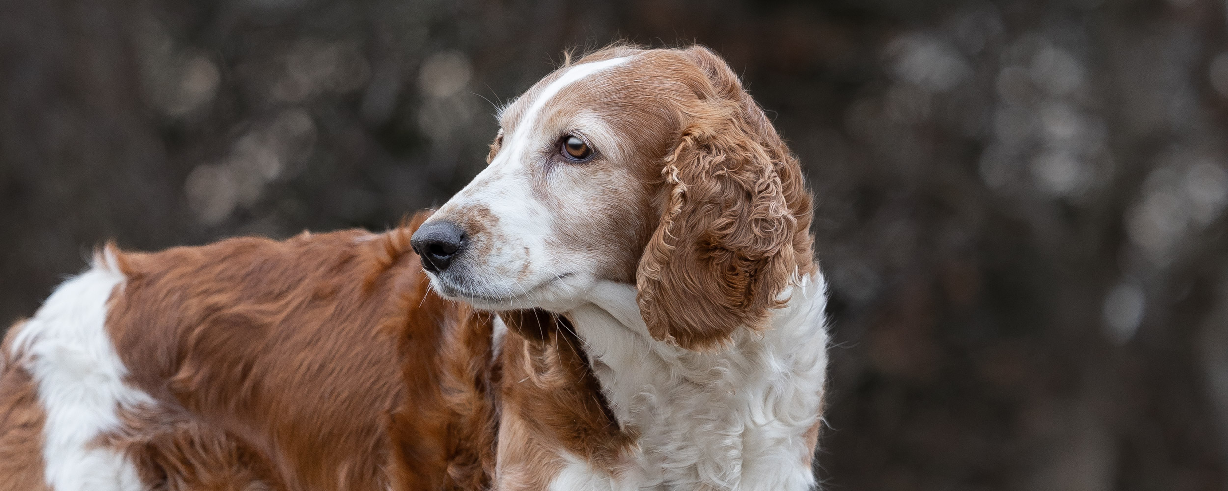 Hundefotografering af fotograf Connie Westergaard