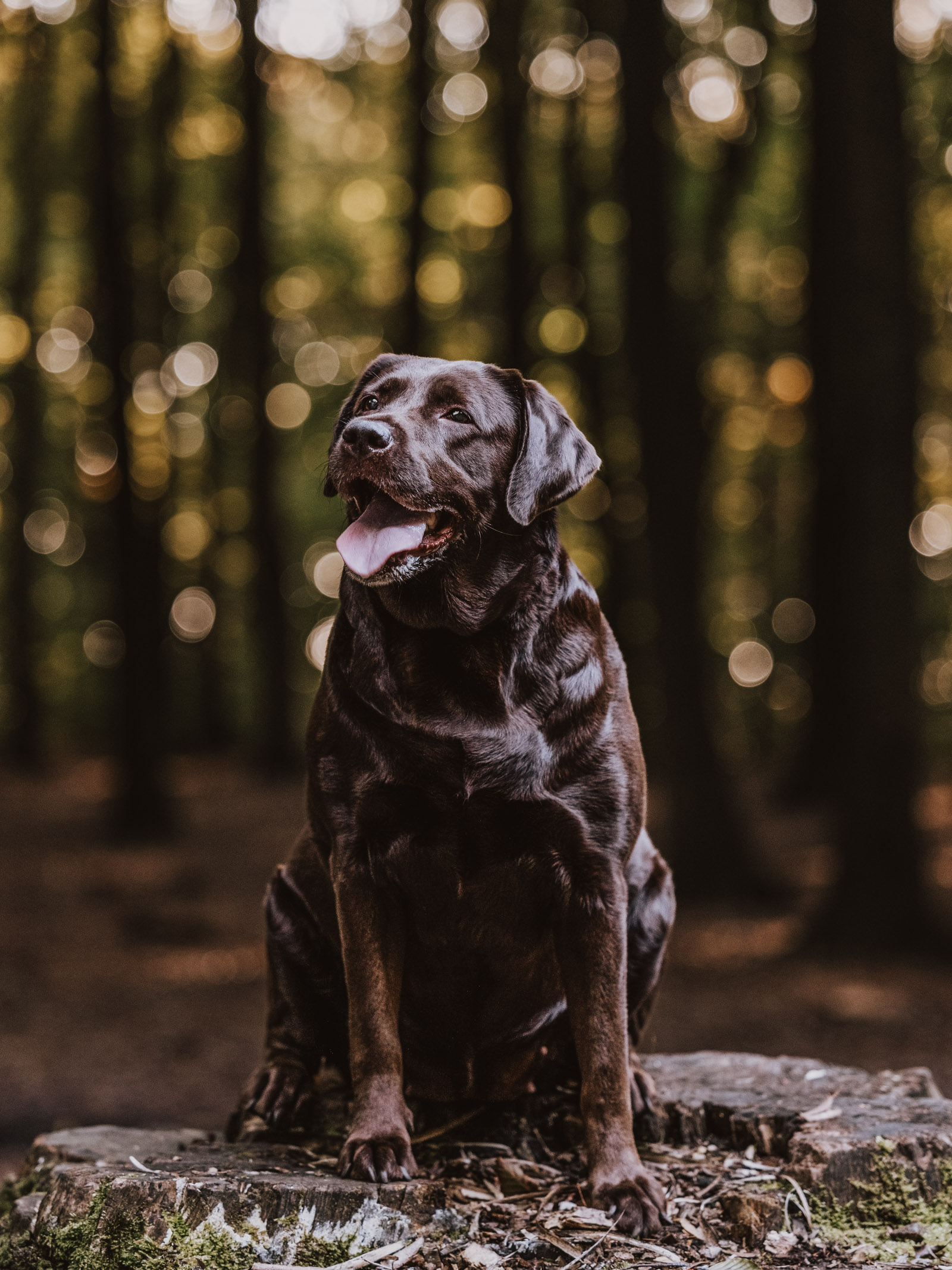 Hundefotografering af fotograf Connie Westergaard