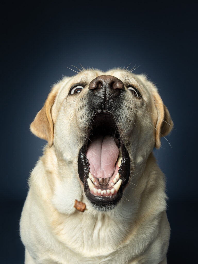 Fang godbidden-hundefotografering af fotograf Connie Westergaard