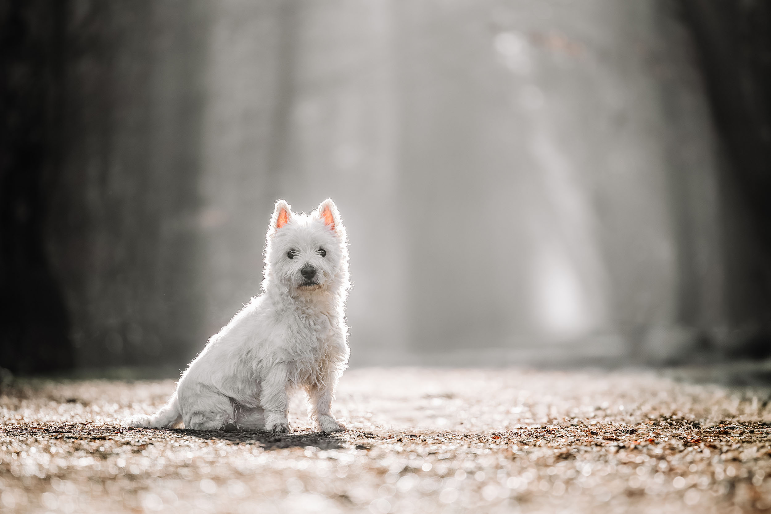 Hundefotografering af fotograf Connie Westergaard