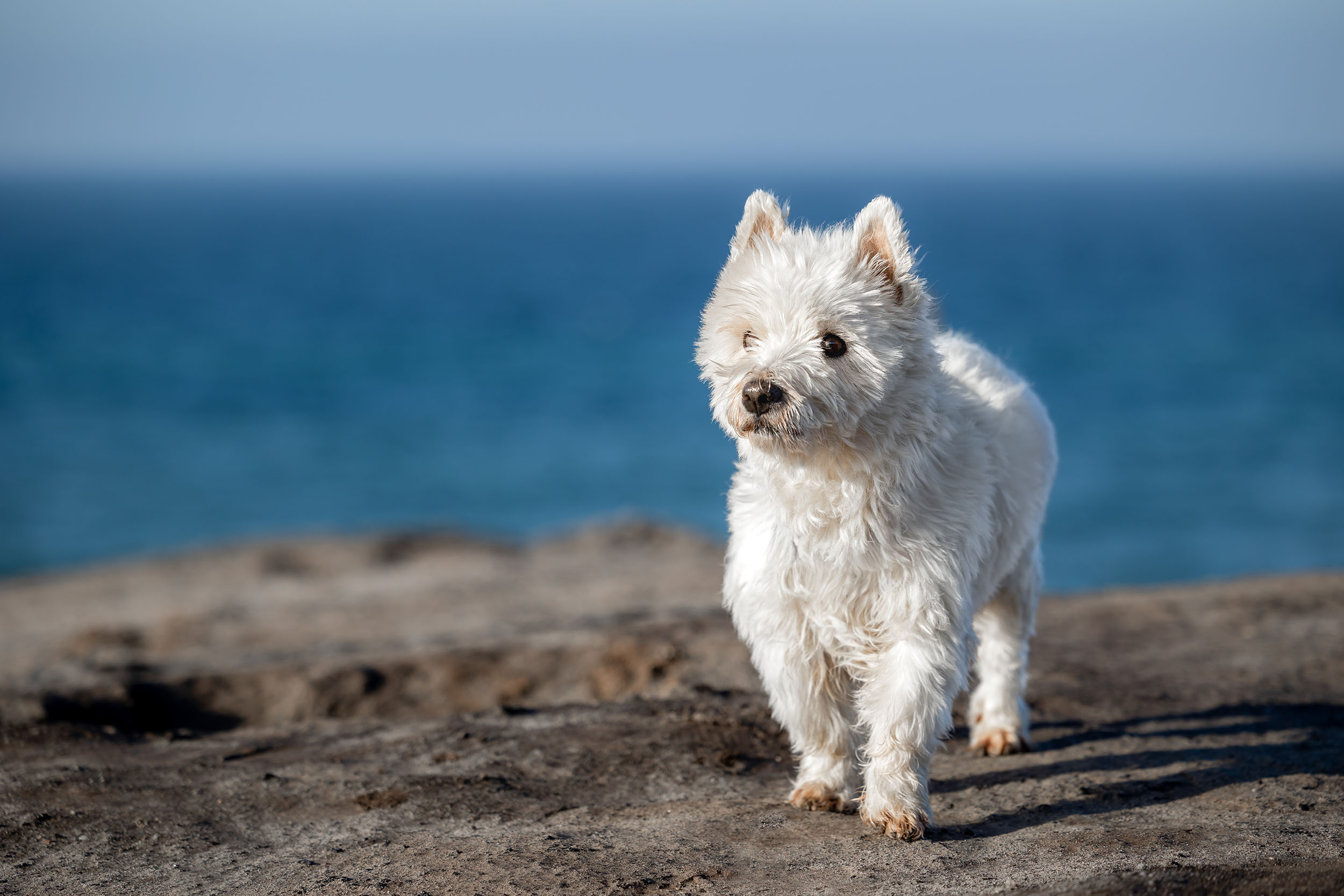 Hundefotografering af fotograf Connie Westergaard