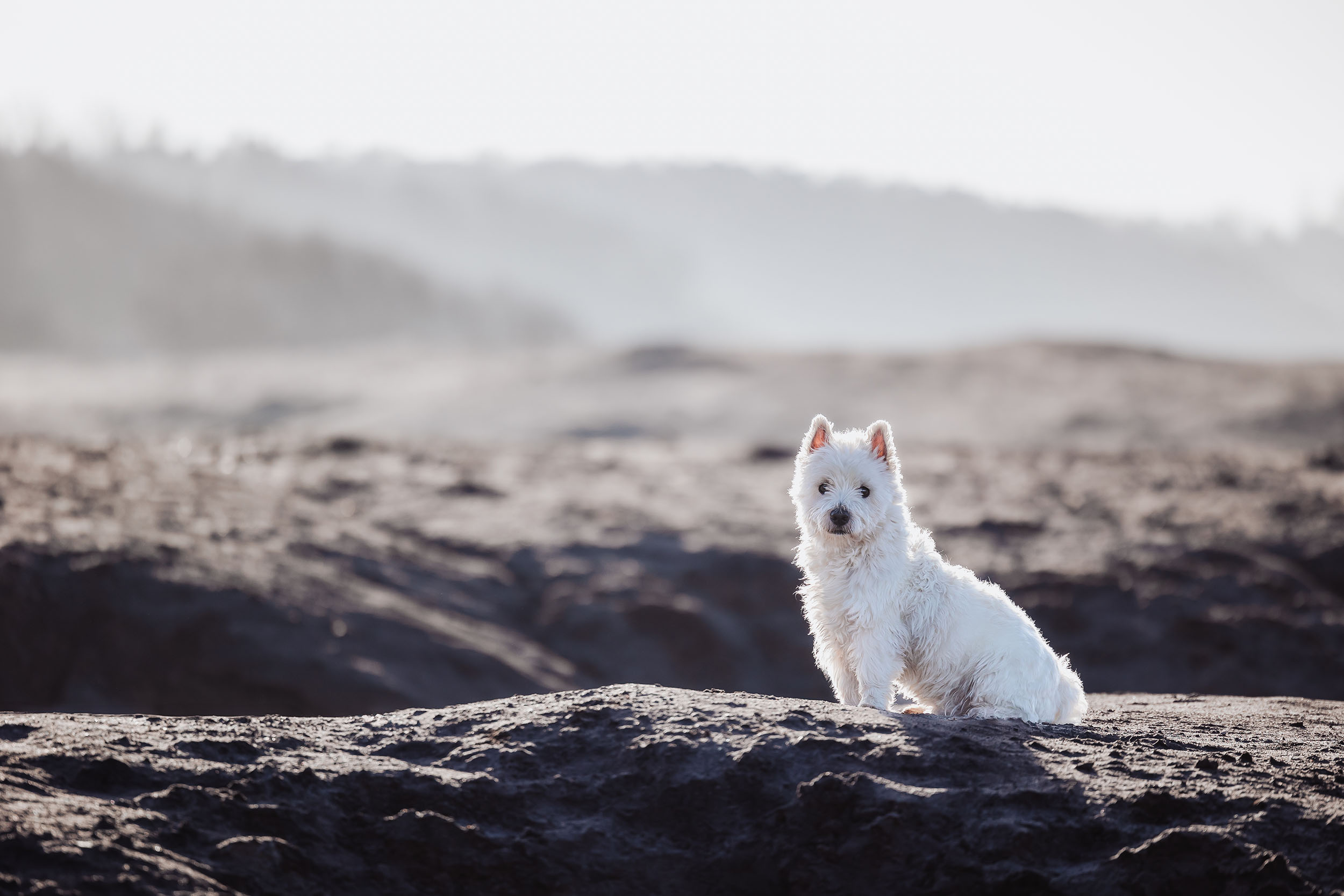 Hundefotografering af fotograf Connie Westergaard