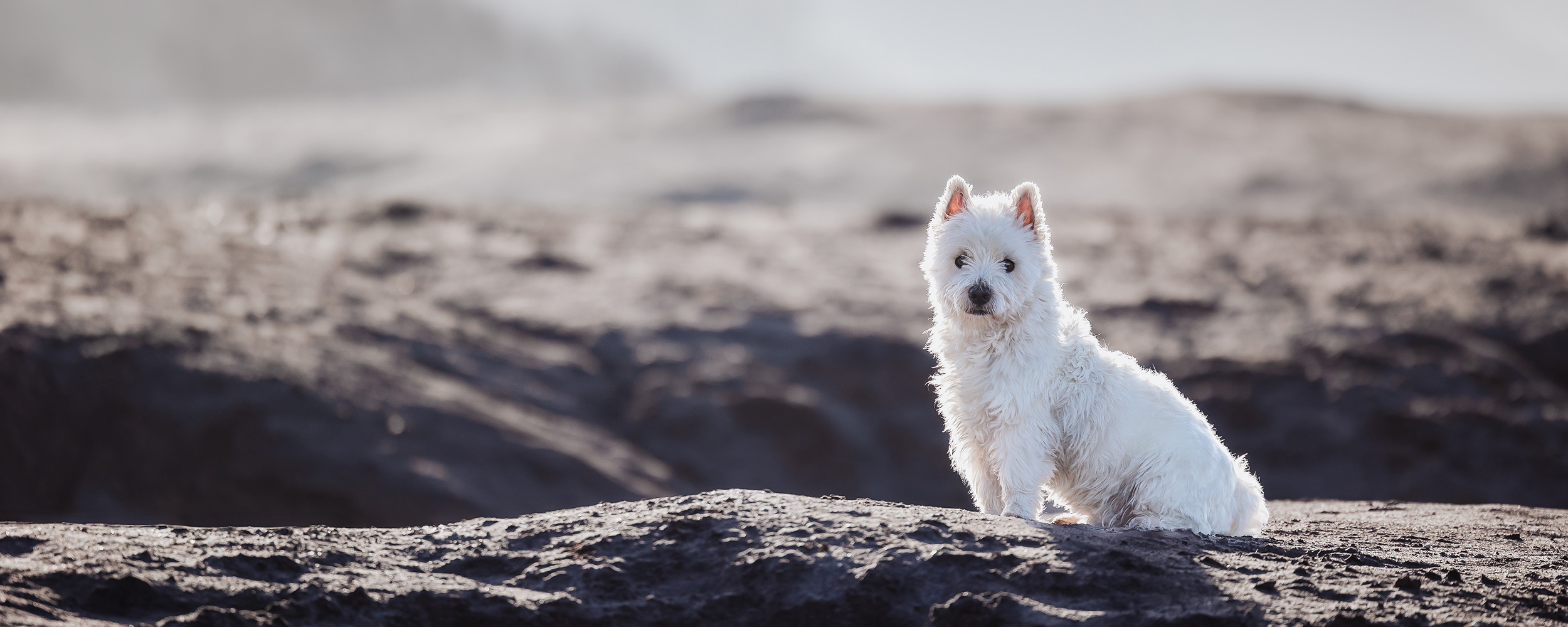 Hundefotografering af fotograf Connie Westergaard