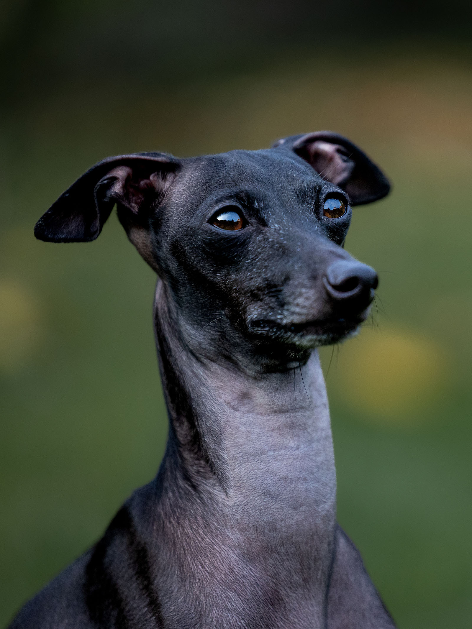 Hundefotografering af fotograf Connie Westergaard