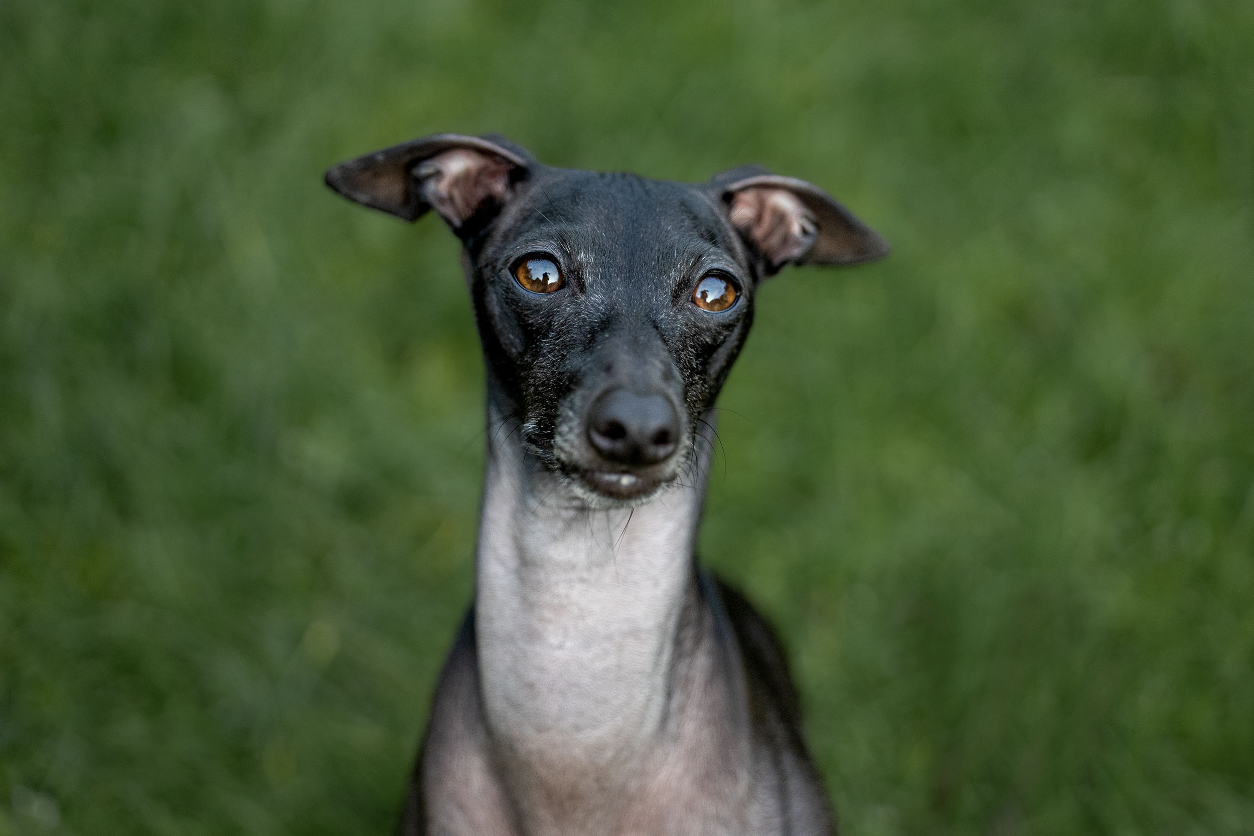 Hundefotografering af fotograf Connie Westergaard