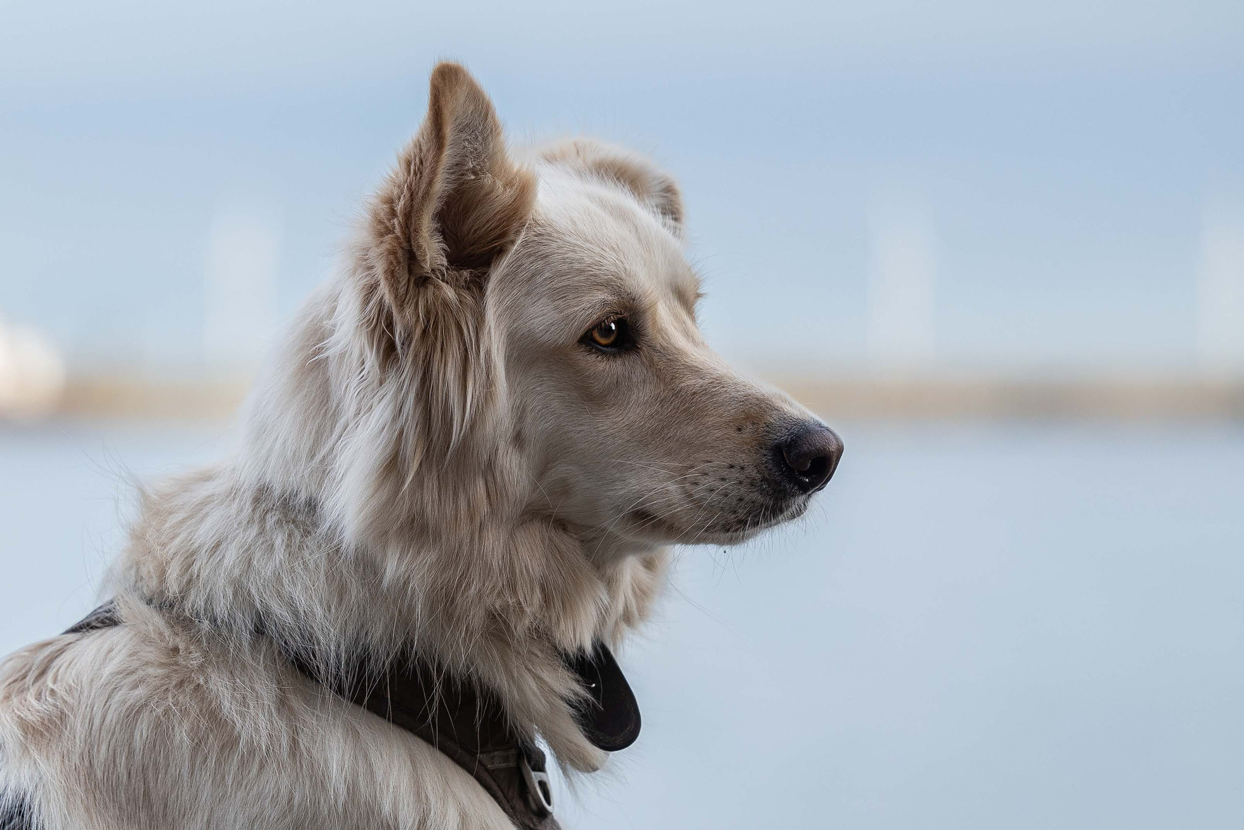 Hundefotografering af fotograf Connie Westergaard