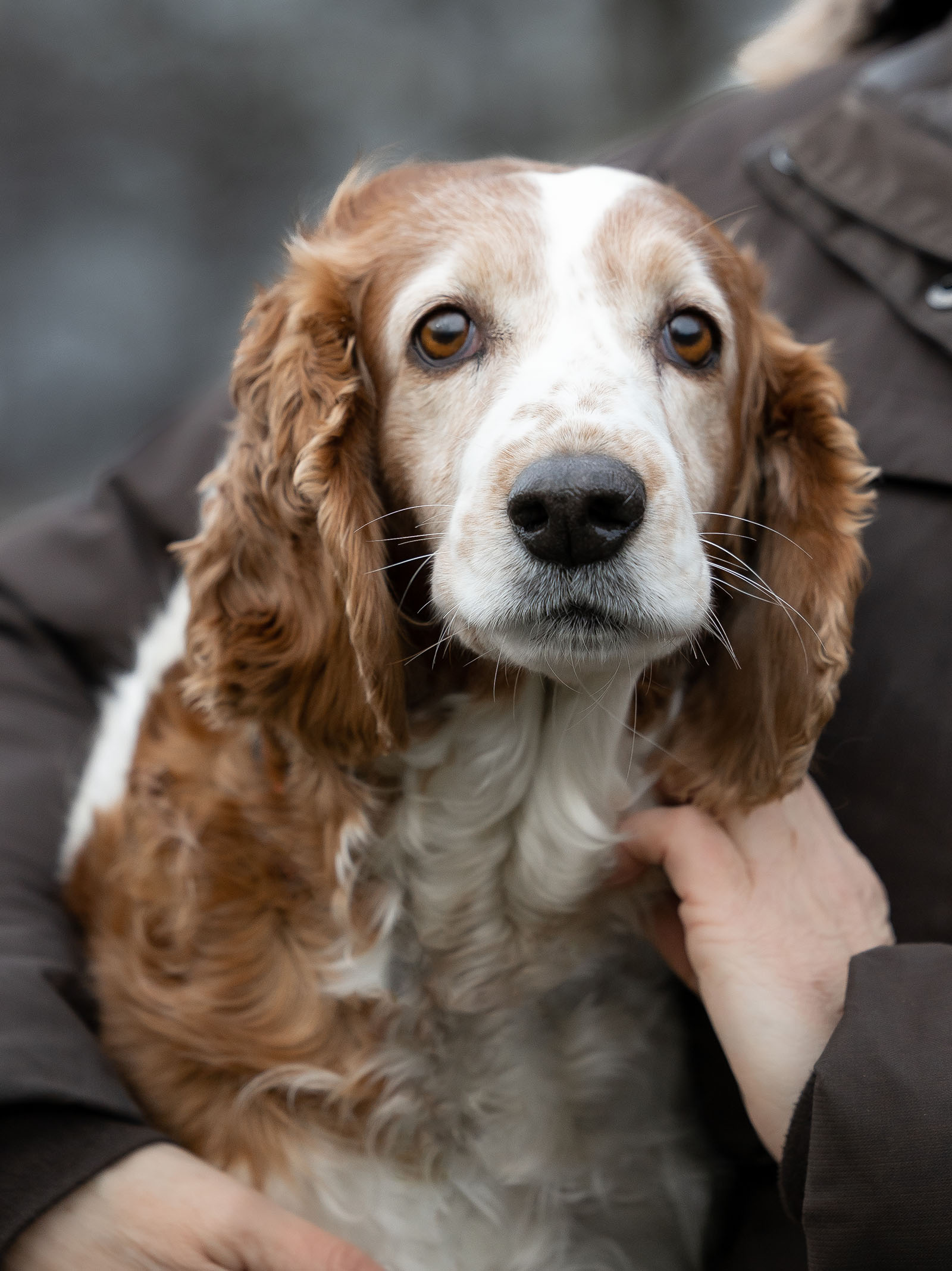 Hundefotografering af fotograf Connie Westergaard