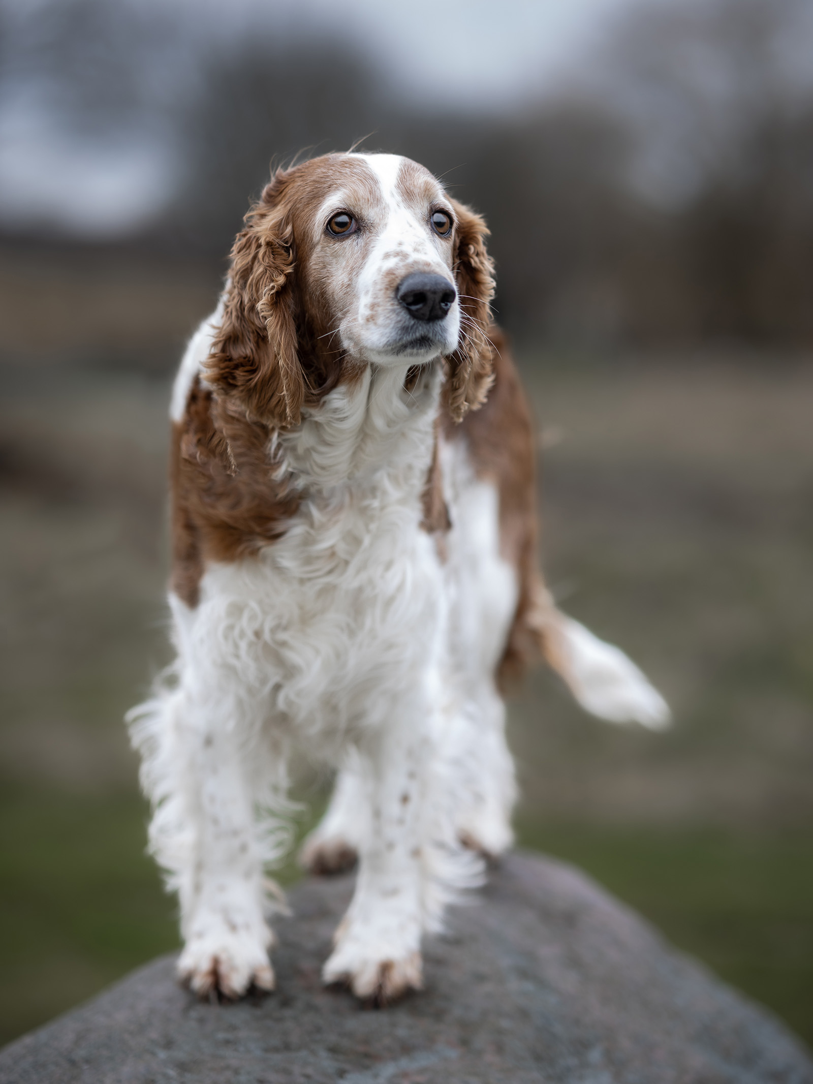 Hundefotografering af fotograf Connie Westergaard