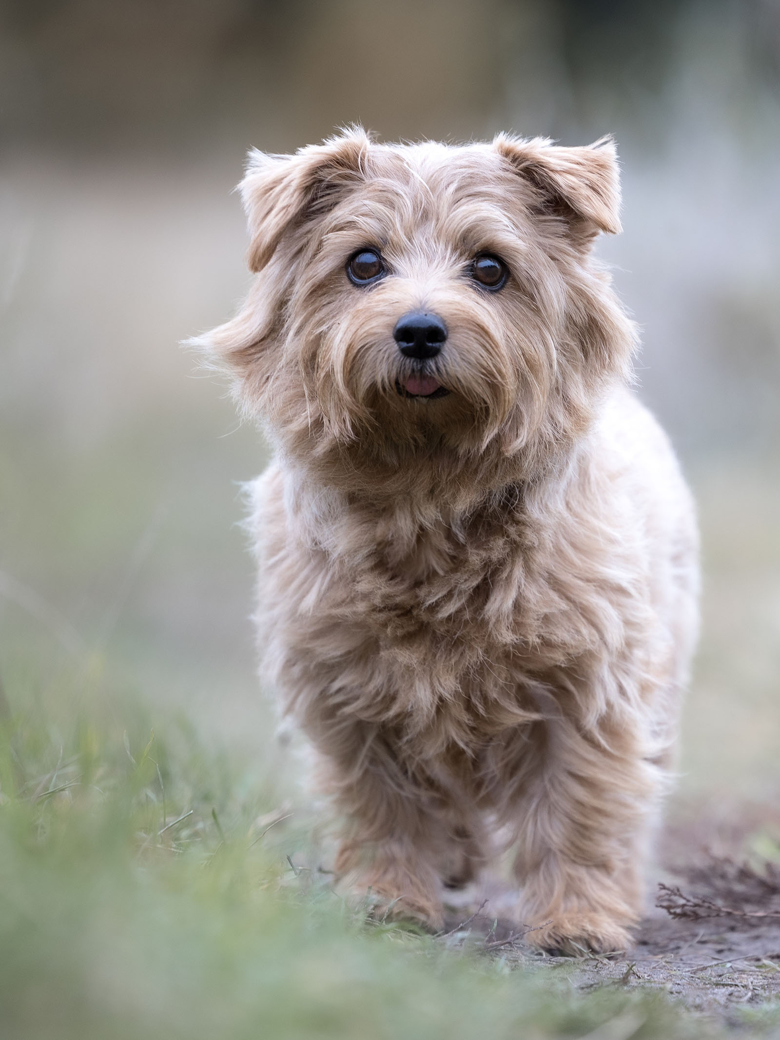 Hundefotografering af fotograf Connie Westergaard