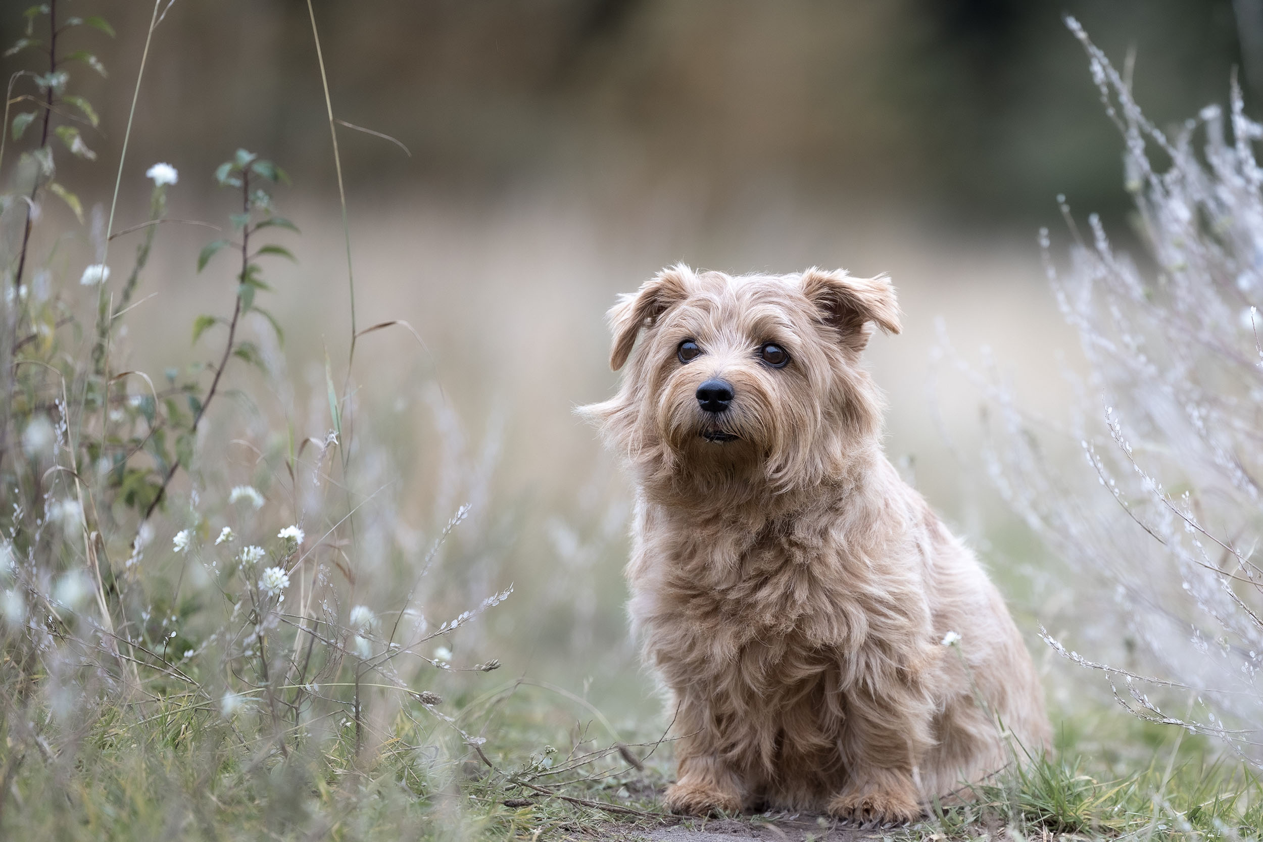 Hundefotografering af fotograf Connie Westergaard