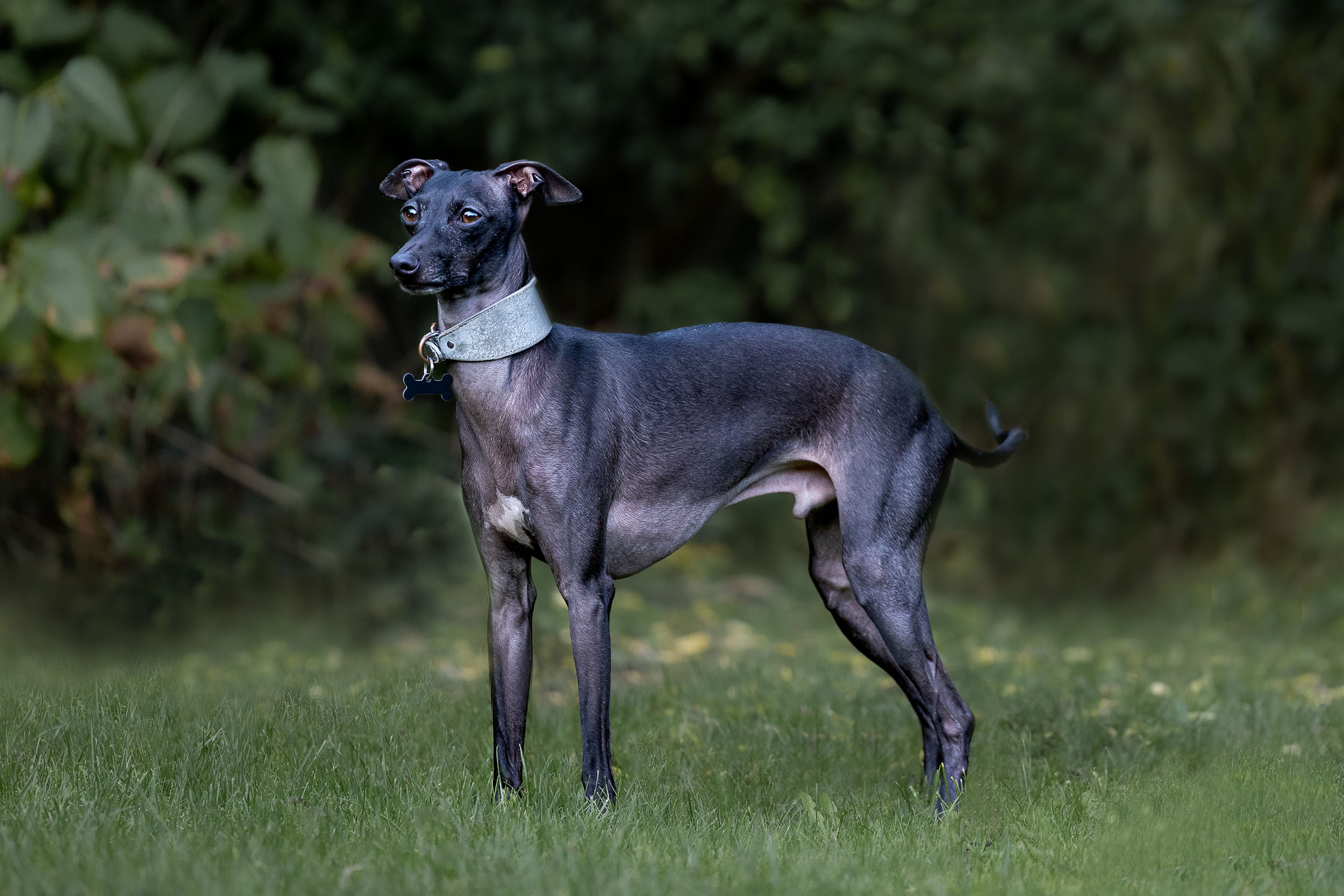 Hundefotografering af fotograf Connie Westergaard