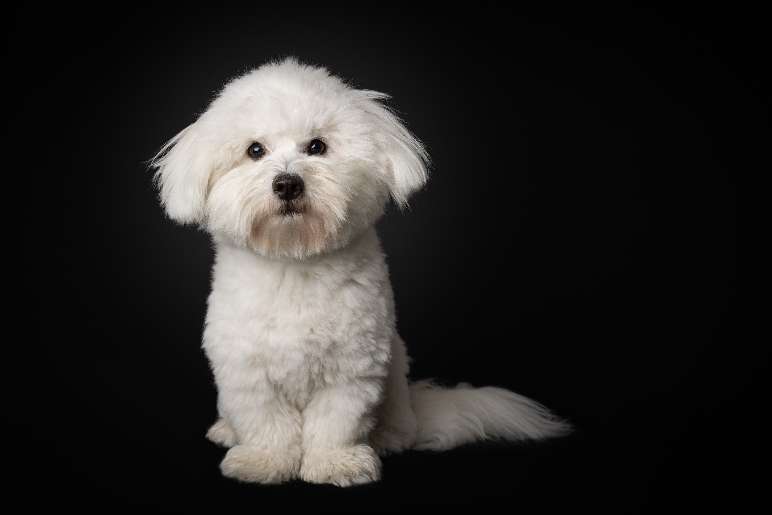 Hundefotografering af fotograf Connie Westergaard