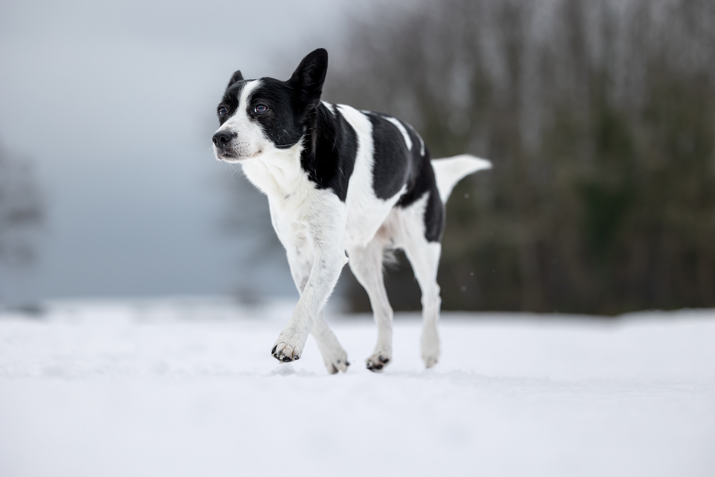 Hundefotografering af fotograf Connie Westergaard