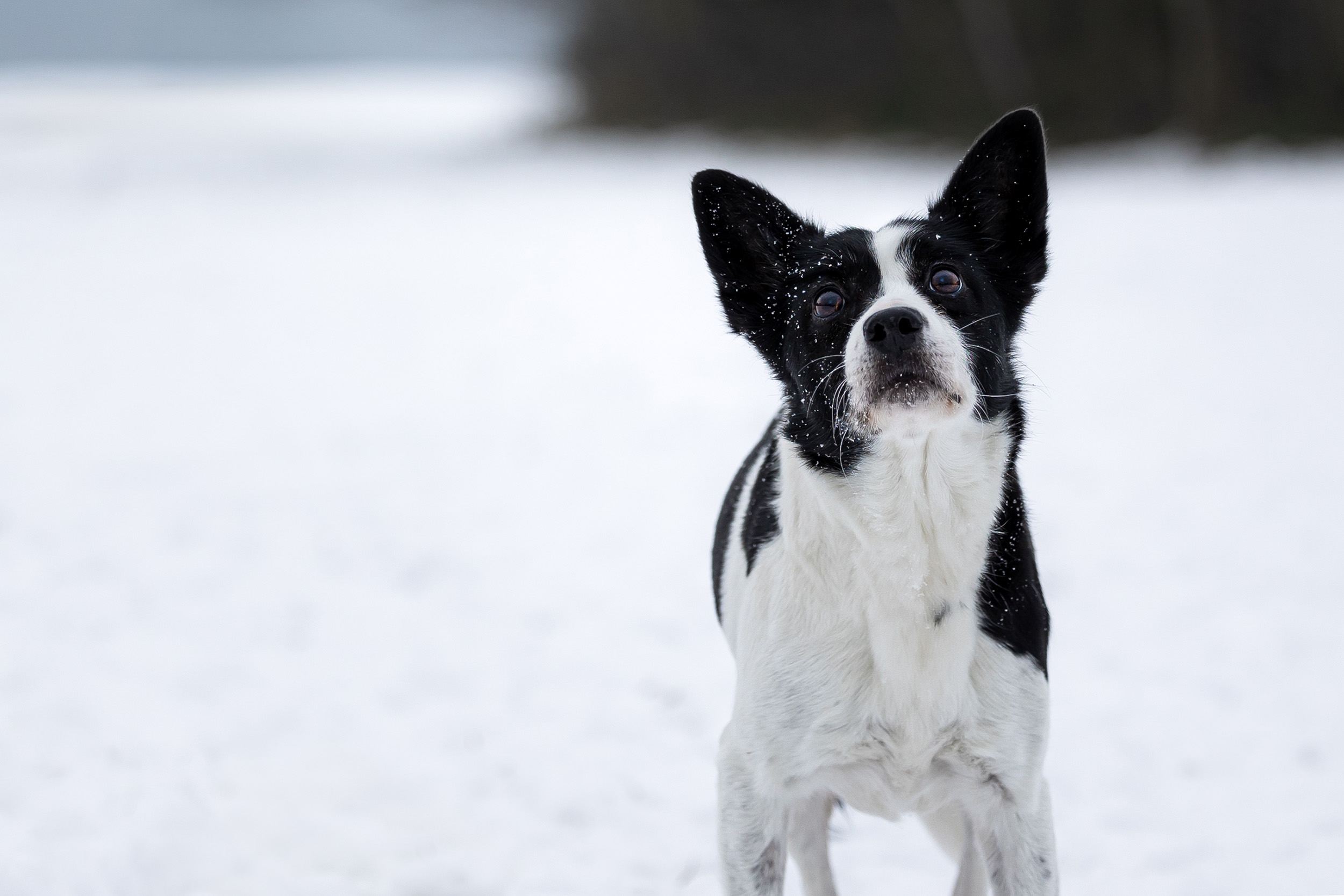 Hundefotografering af fotograf Connie Westergaard