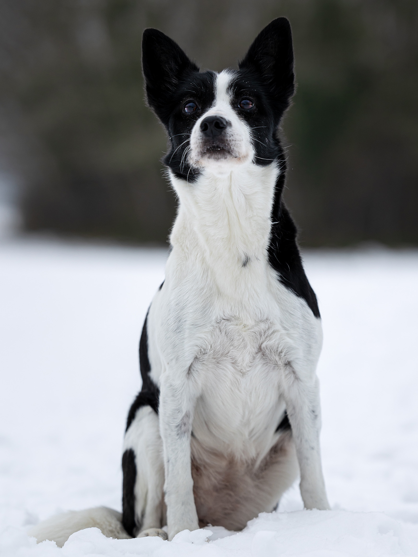 Hundefotografering af fotograf Connie Westergaard