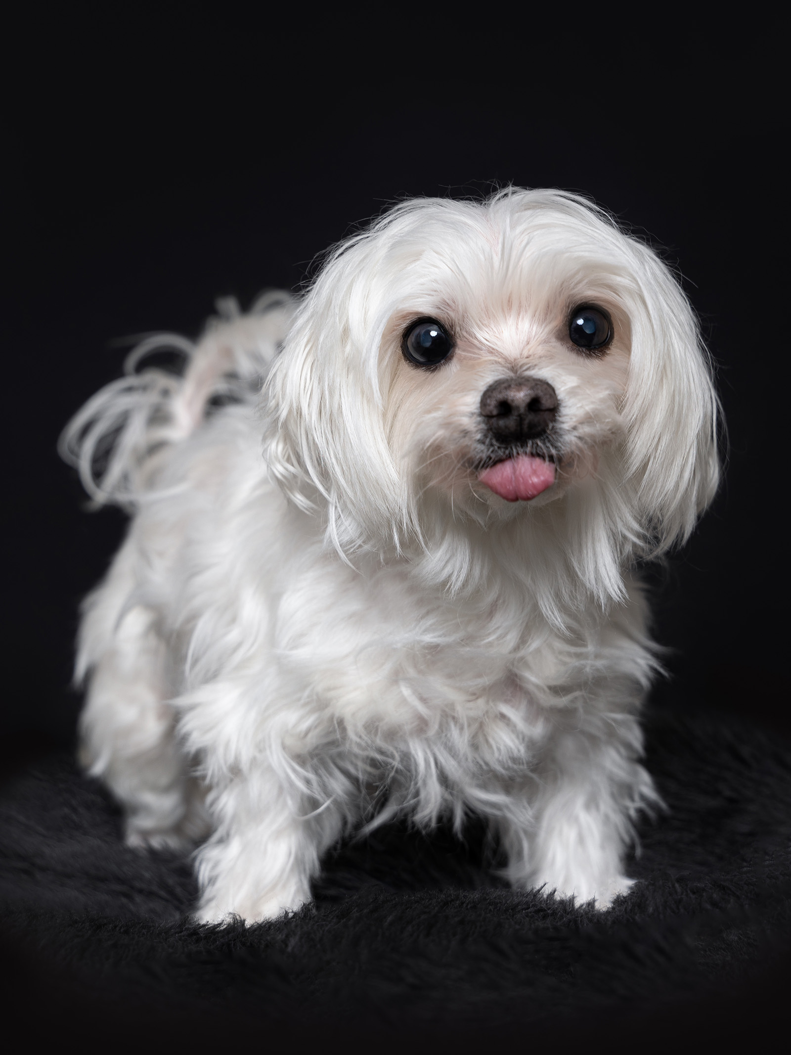 Hundefotografering af fotograf Connie Westergaard