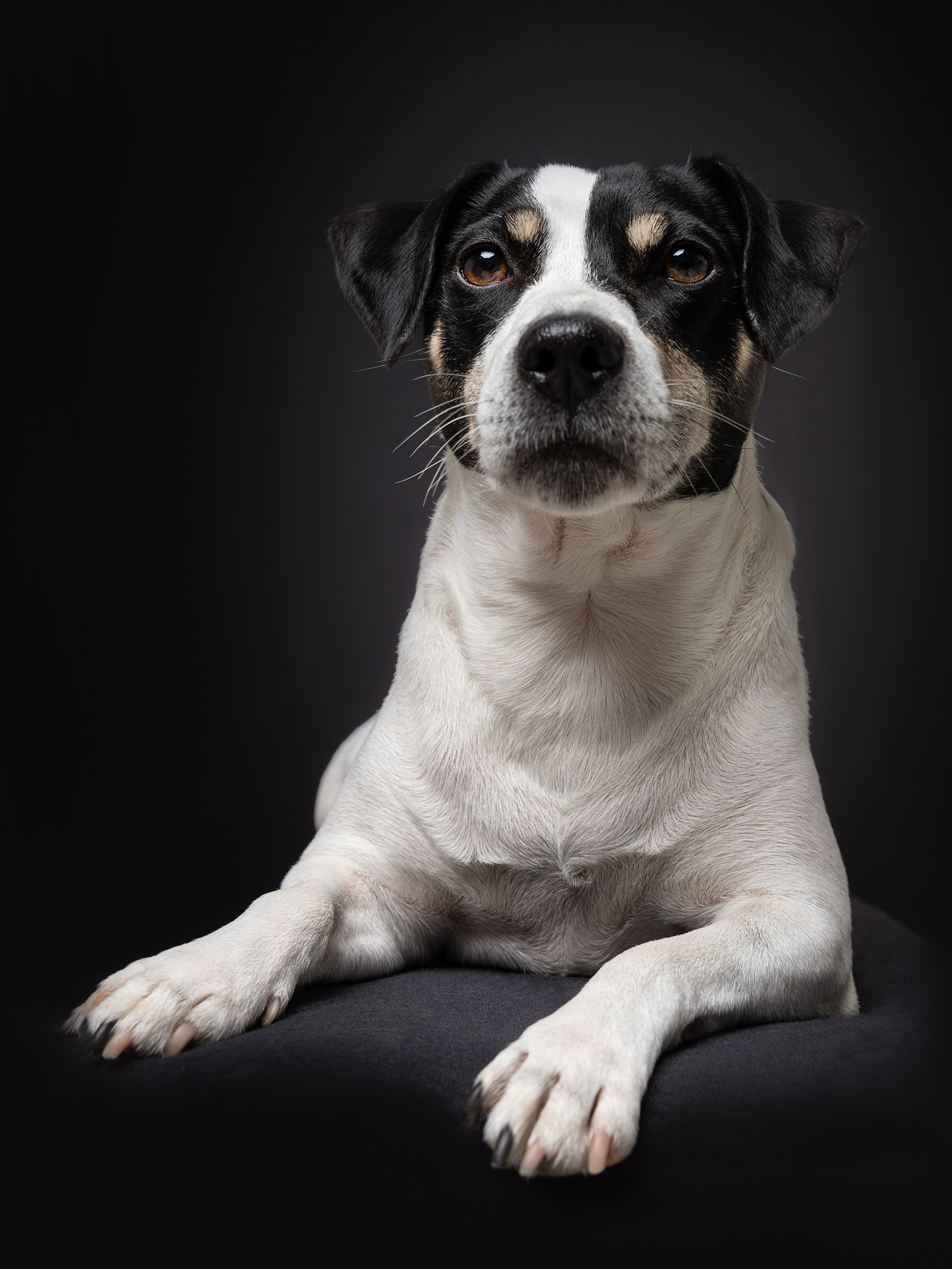 Hundefotografering af fotograf Connie Westergaard