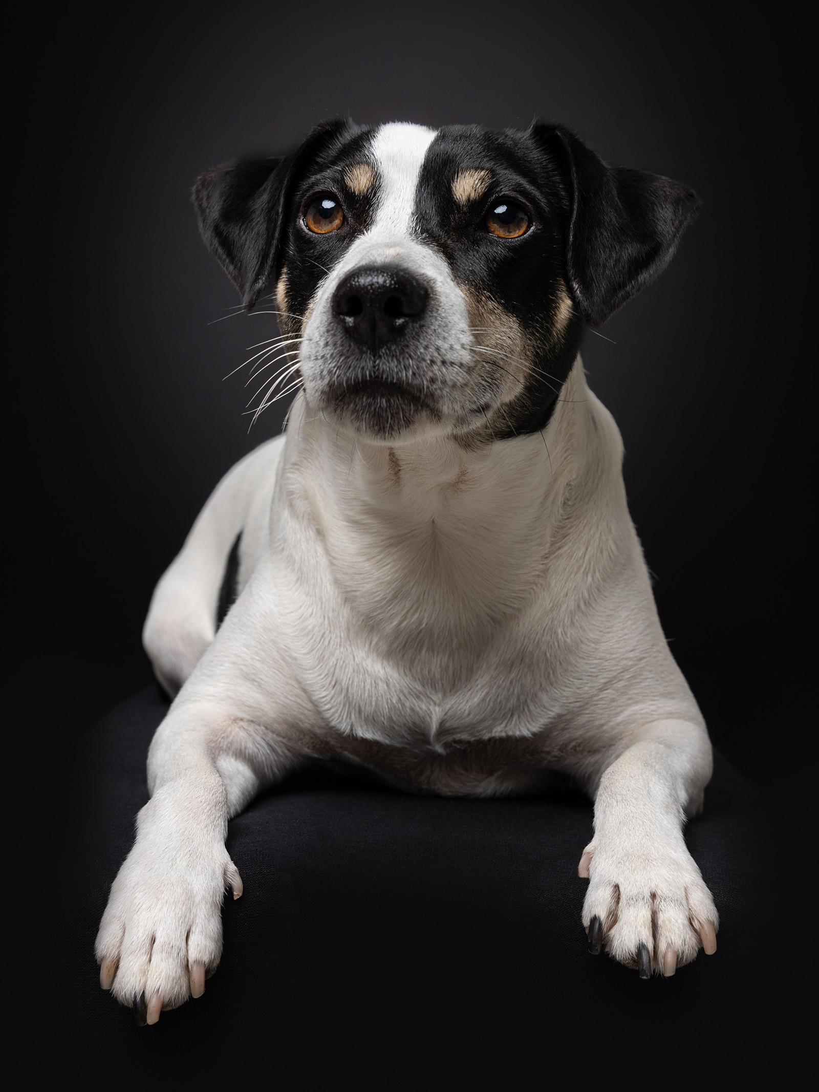 Hundefotografering af fotograf Connie Westergaard