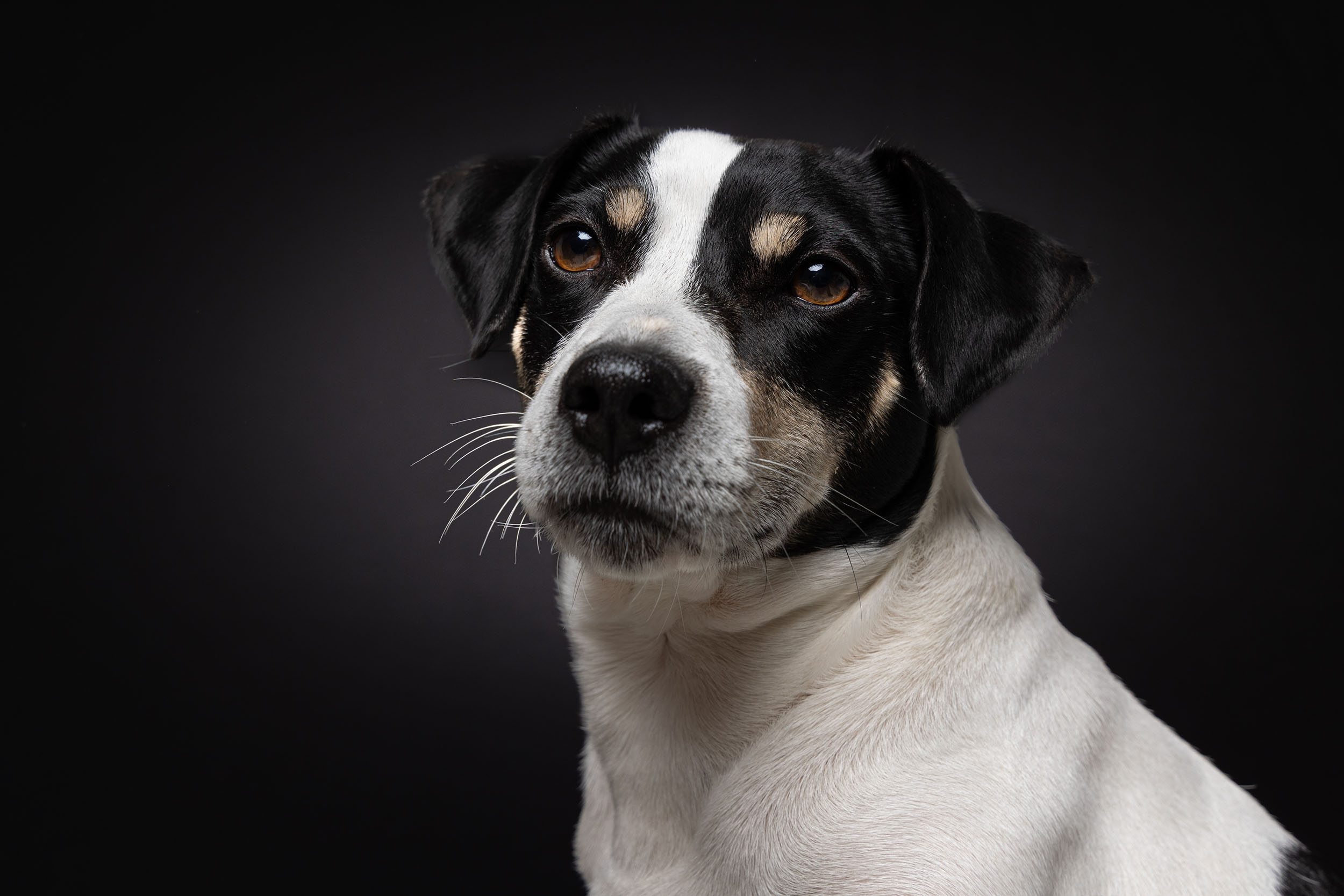 Hundefotografering af fotograf Connie Westergaard