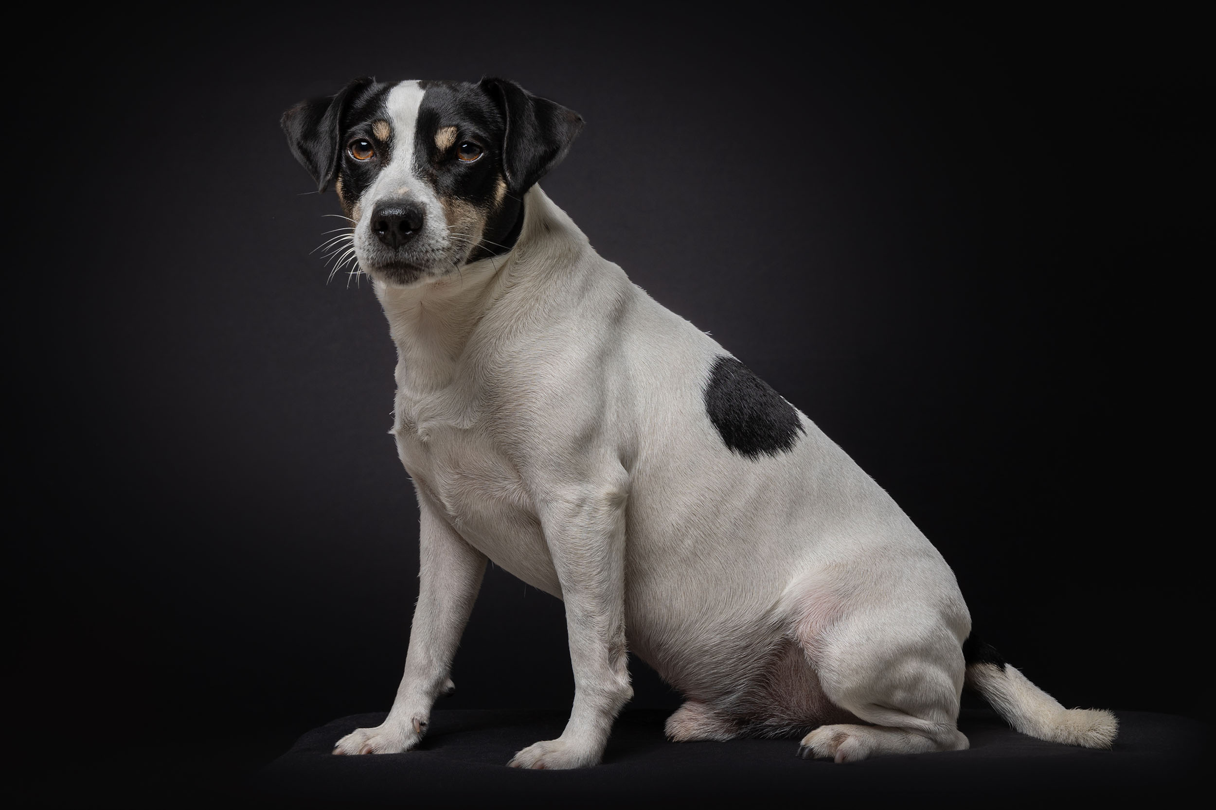 Hundefotografering af fotograf Connie Westergaard