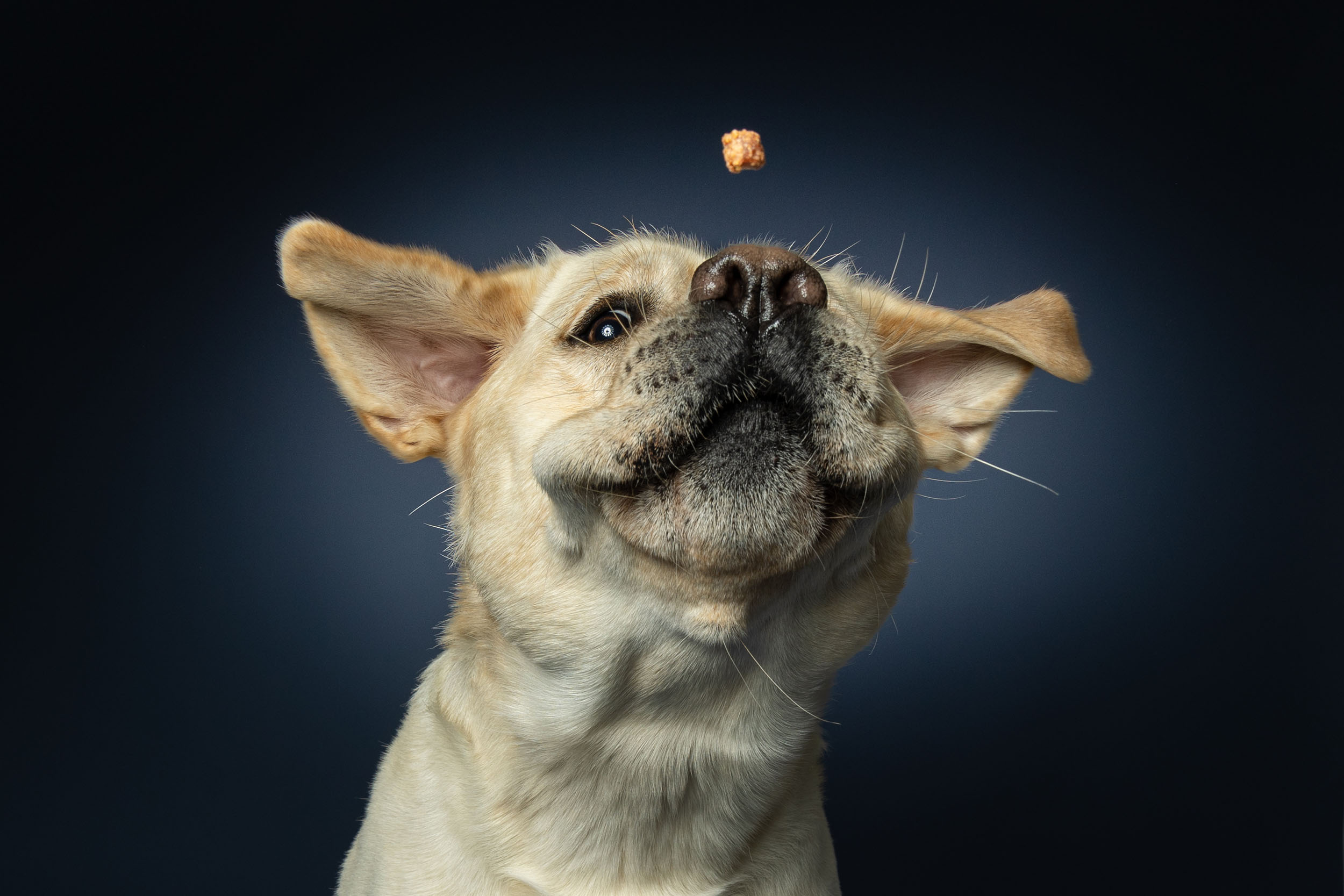 Hundefotografering af fotograf Connie Westergaard