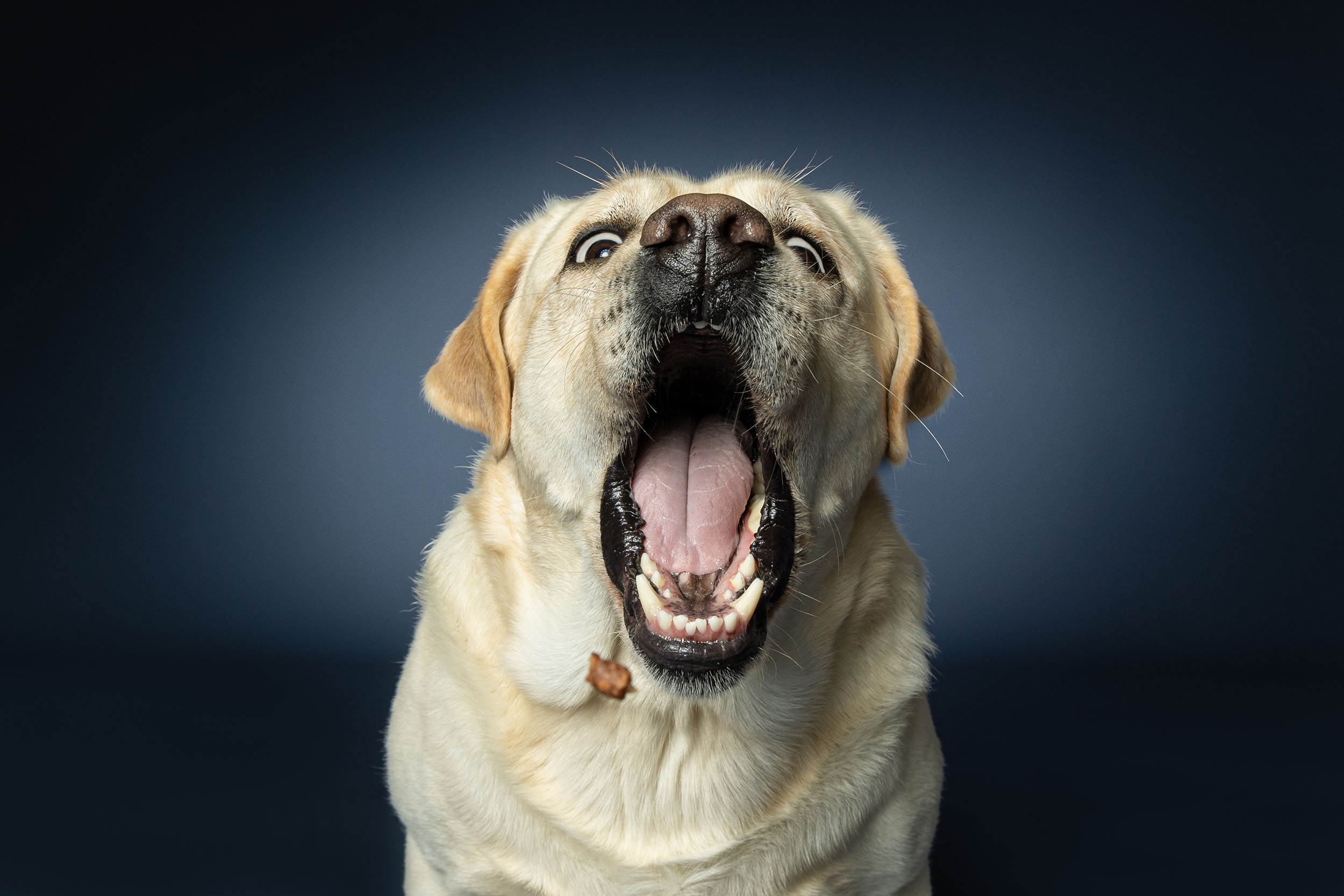 Hundefotografering af fotograf Connie Westergaard