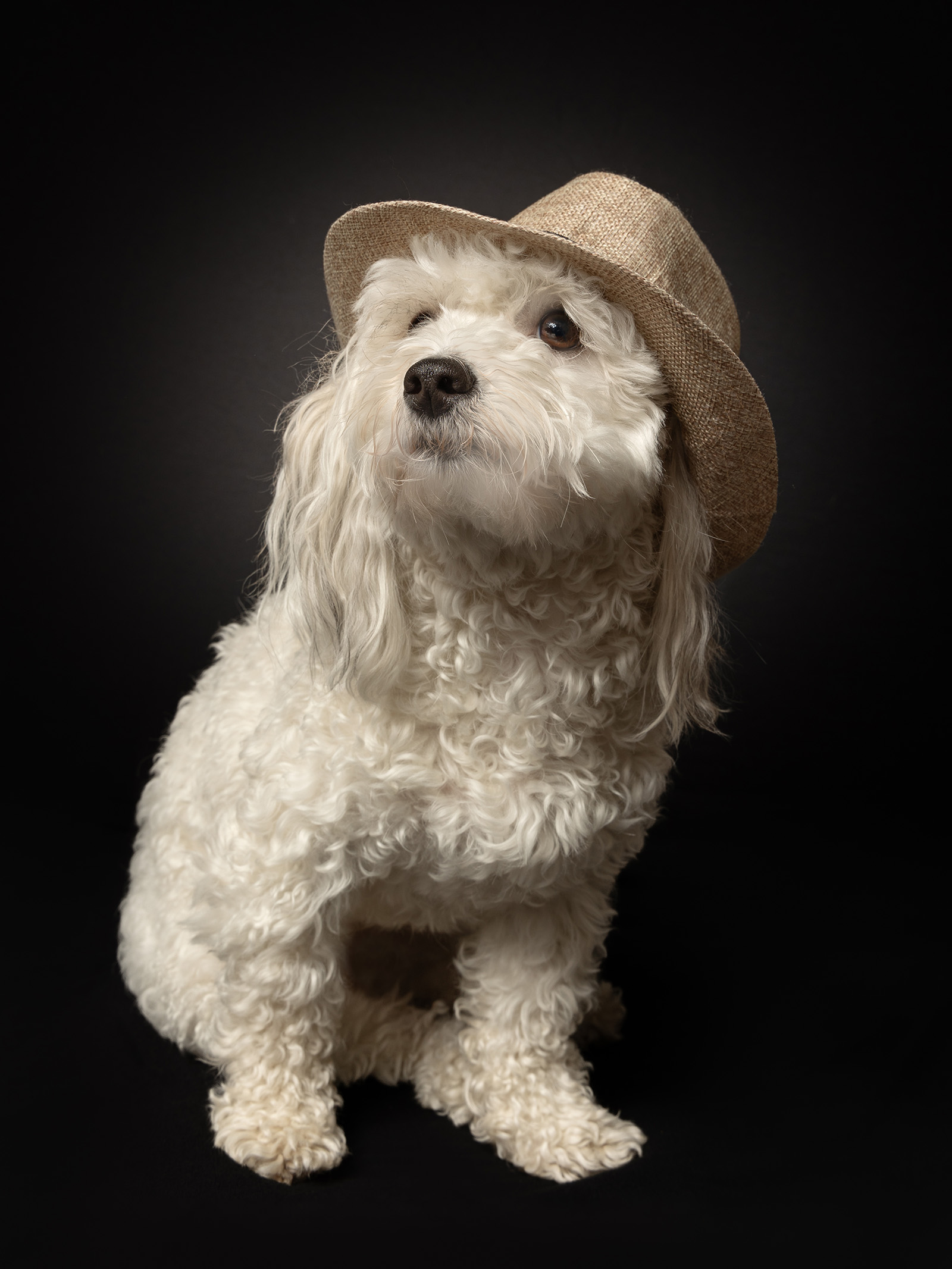 Hundefotografering af fotograf Connie Westergaard