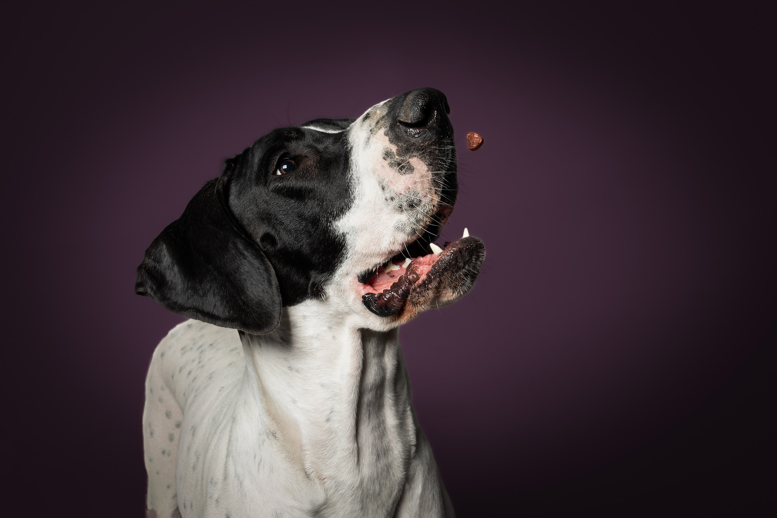 Hundefotografering af fotograf Connie Westergaard