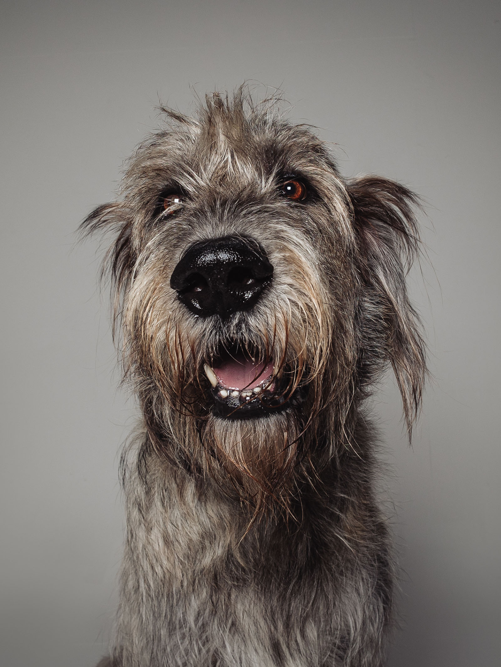 Hundefotografering af fotograf Connie Westergaard