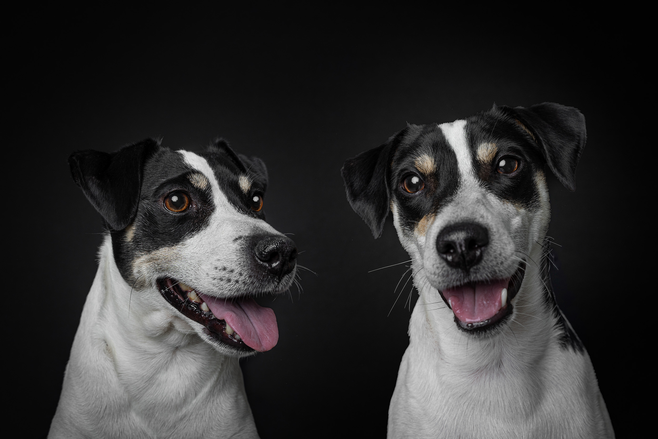 Hundefotografering af fotograf Connie Westergaard