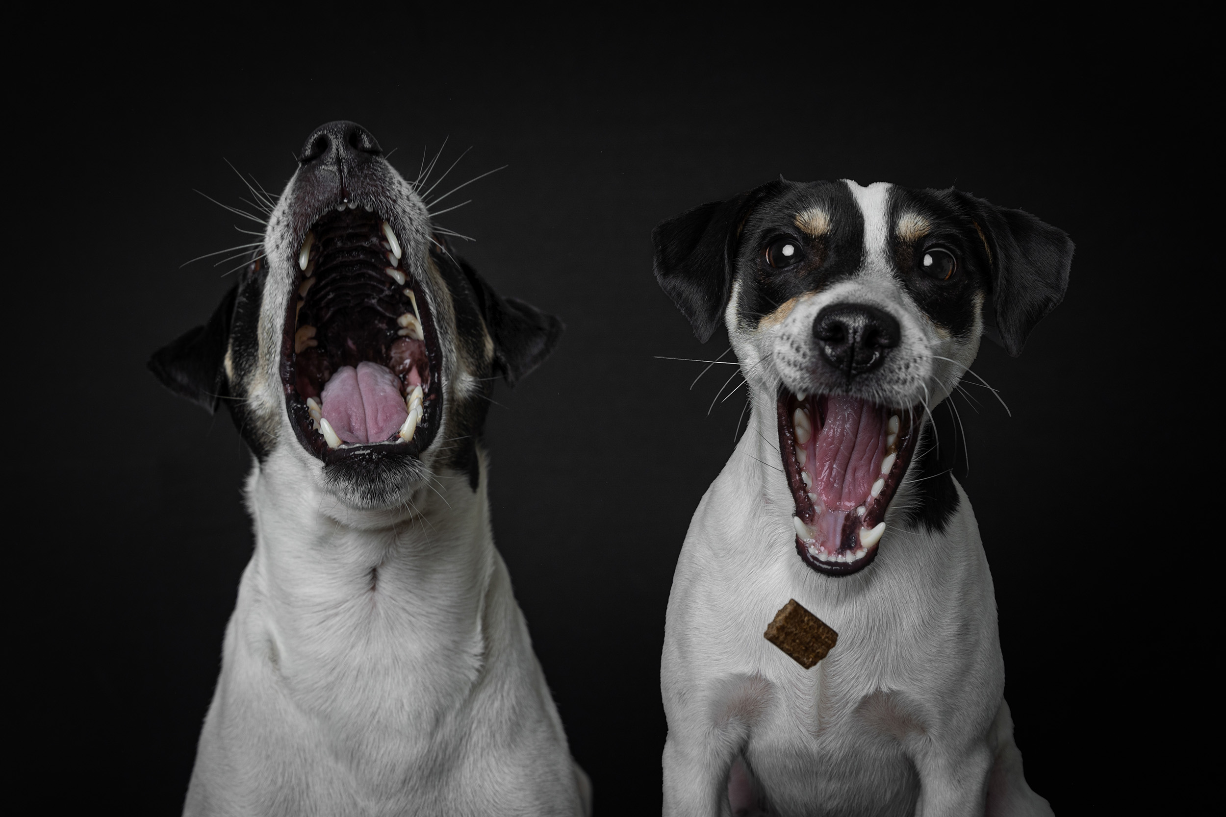 Hundefotografering af fotograf Connie Westergaard