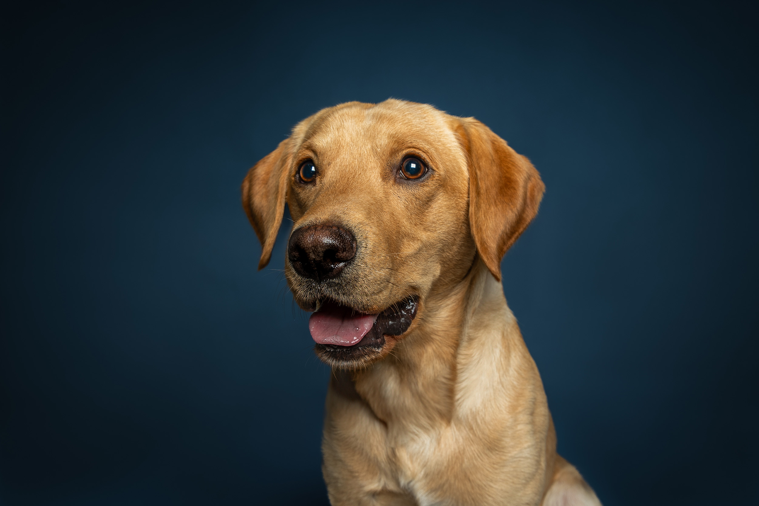 Hundefotografering af fotograf Connie Westergaard