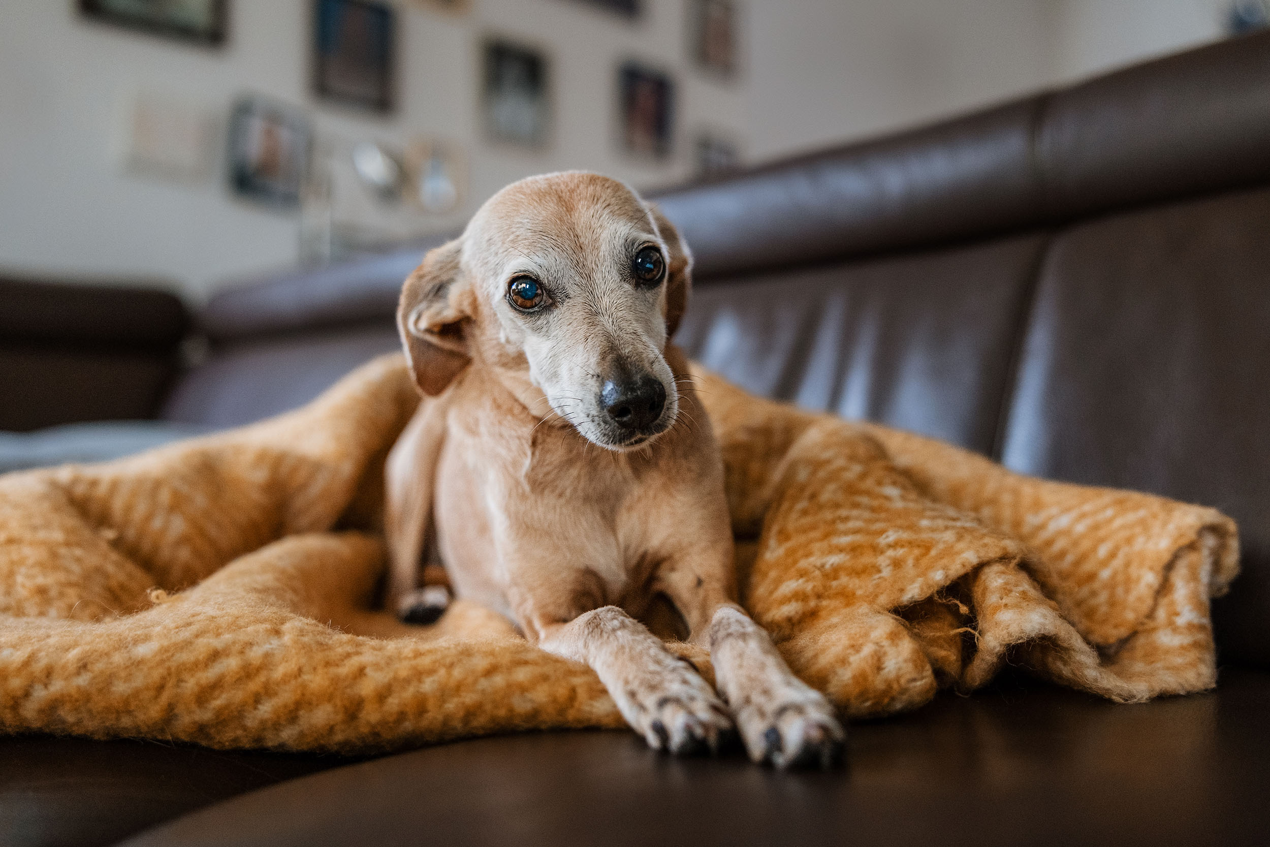 Hundefotografering af fotograf Connie Westergaard