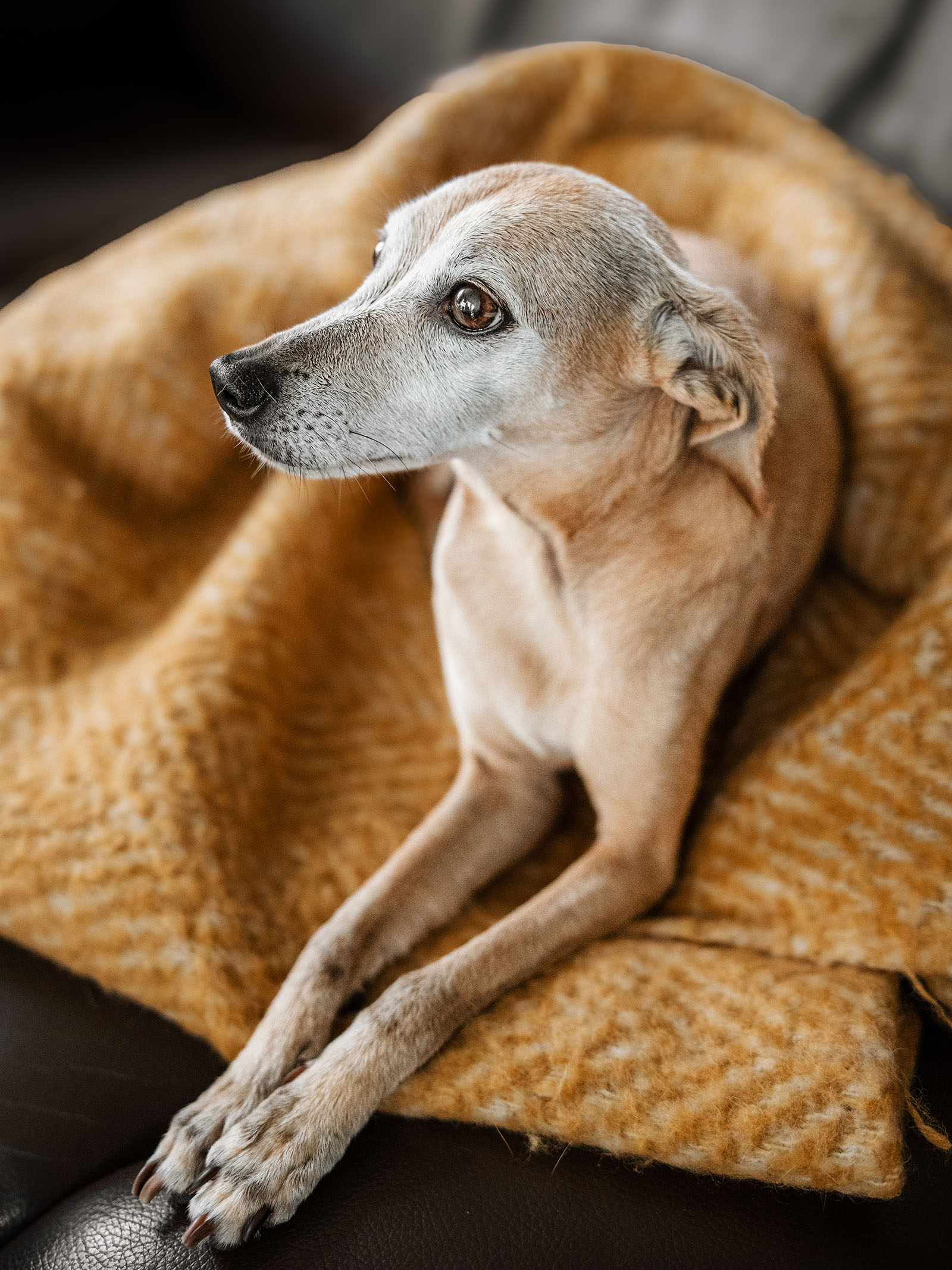 Hundefotografering af fotograf Connie Westergaard