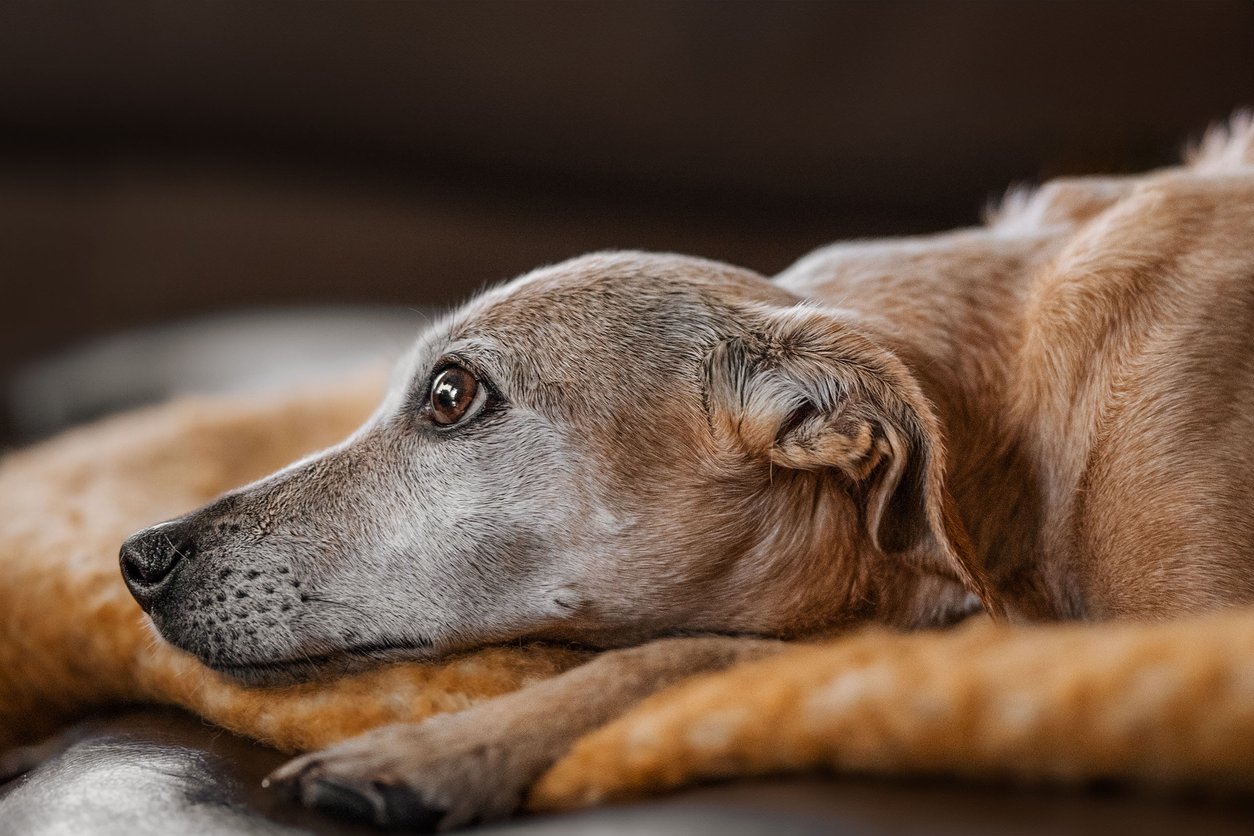 Hundefotografering af fotograf Connie Westergaard