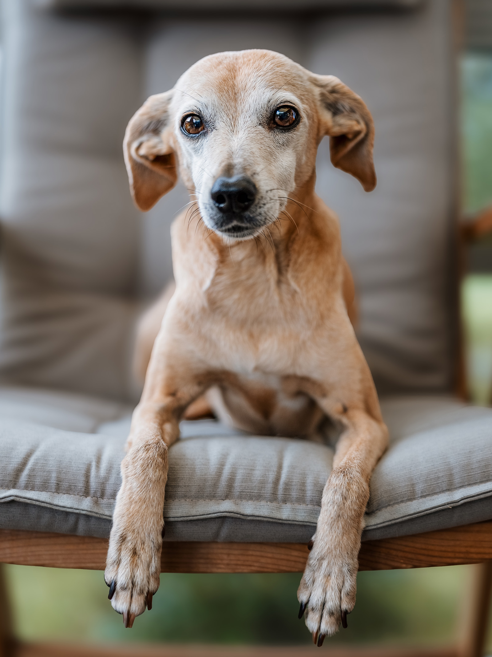 Hundefotografering af fotograf Connie Westergaard