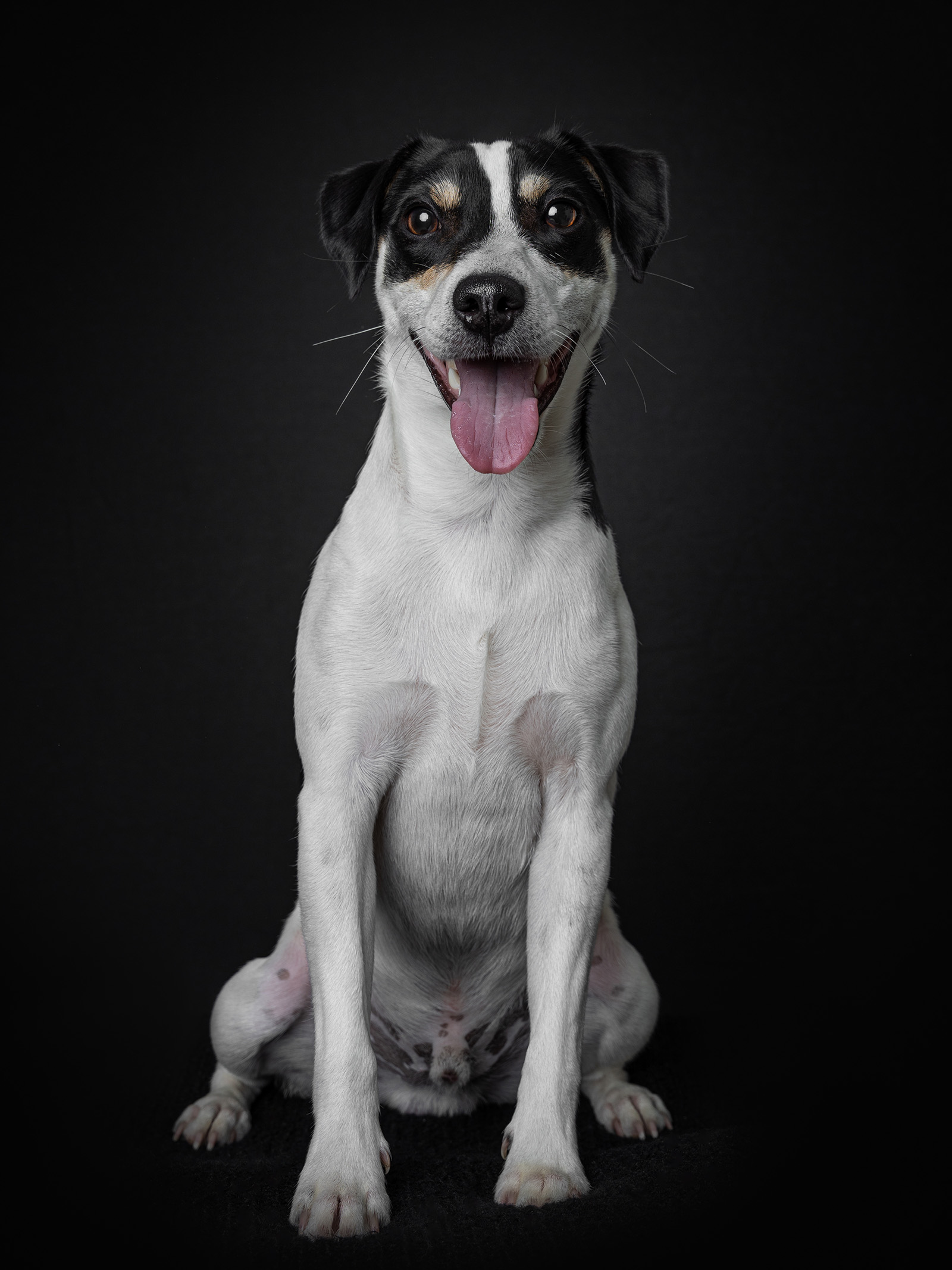 Hundefotografering af fotograf Connie Westergaard