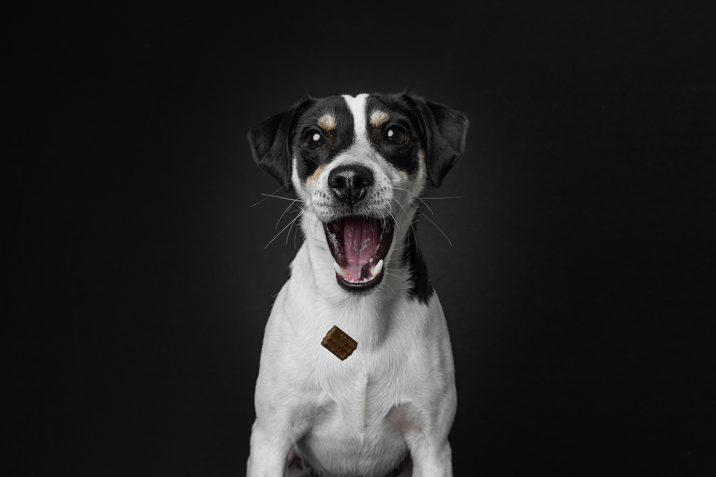 Hundefotografering af fotograf Connie Westergaard