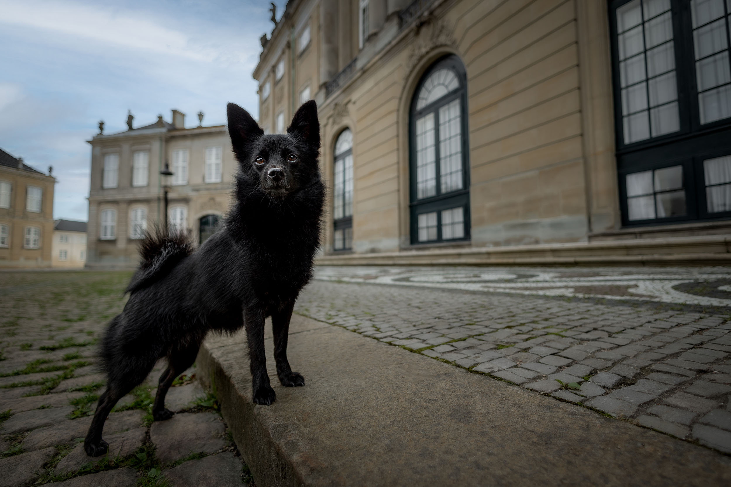 Urban hundefotografering
