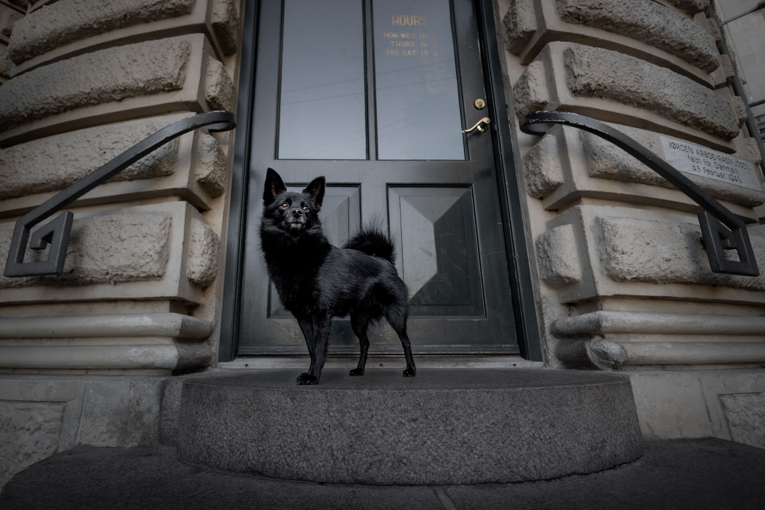 Urban hundefotografering