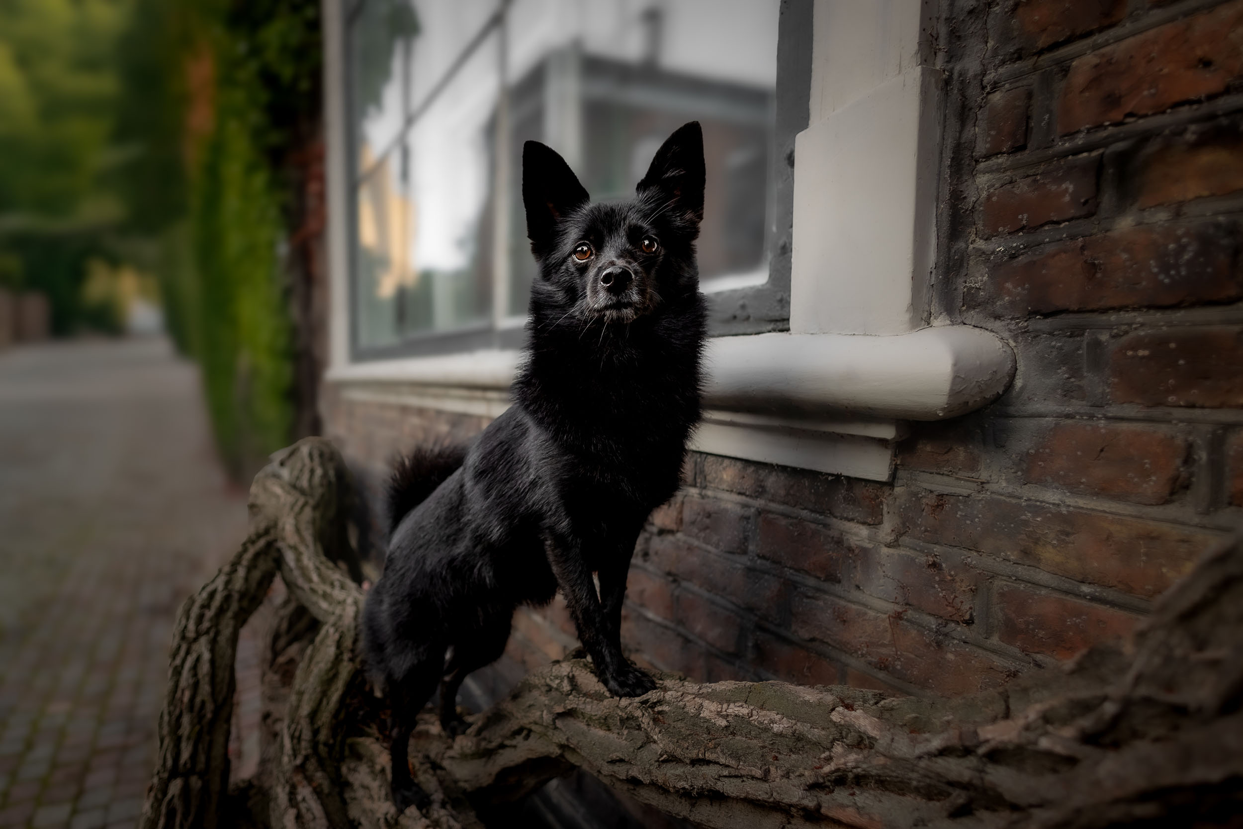 Urban hundefotografering