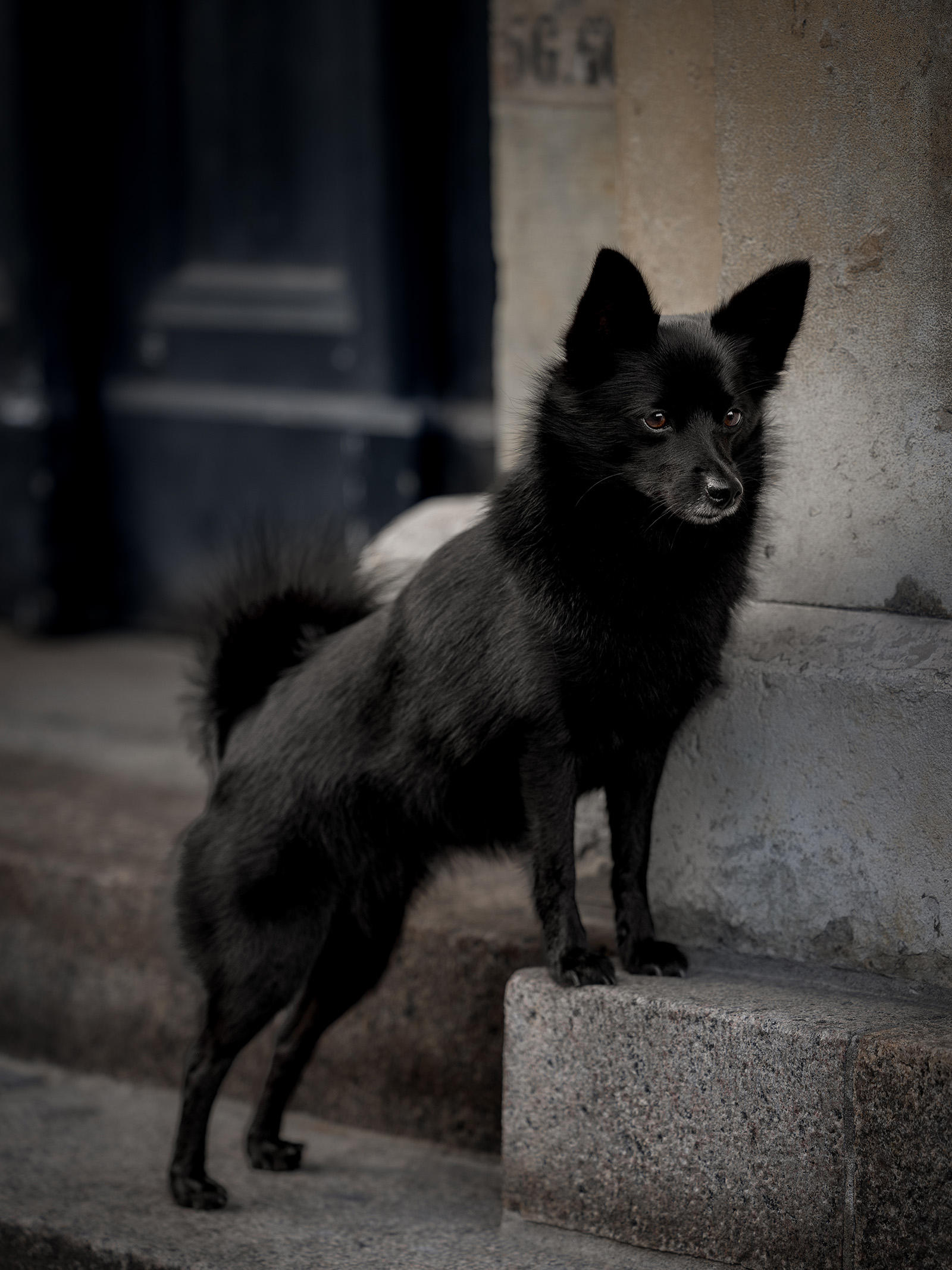 Urban hundefotografering