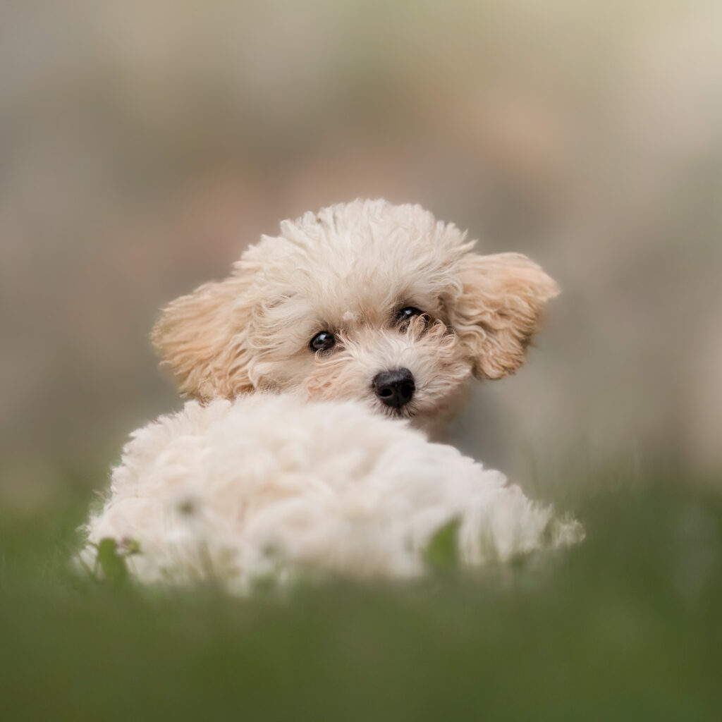 Hundefotografering af fotograf Connie Westergaard