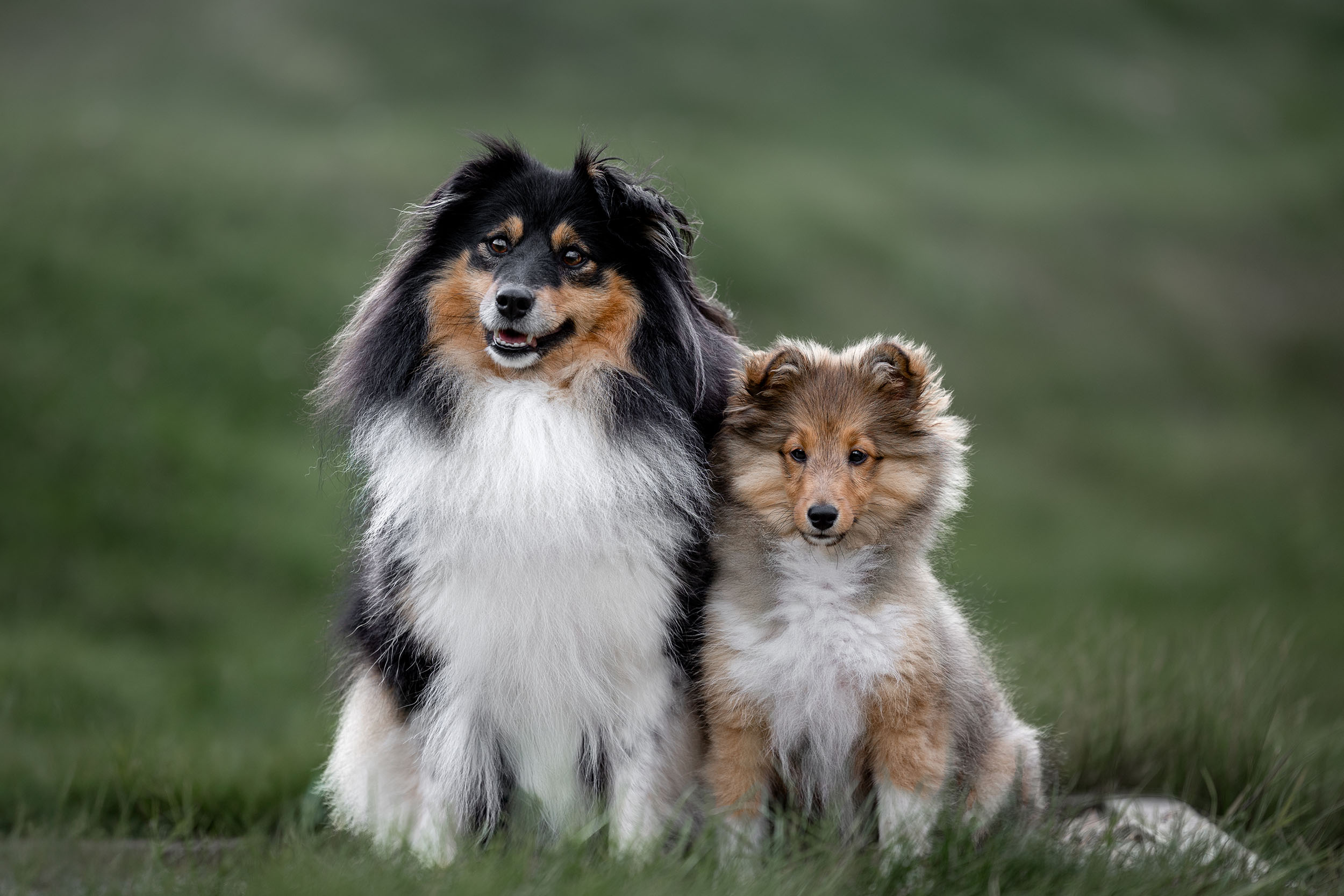 Hundefotografering af fotograf Connie Westergaard