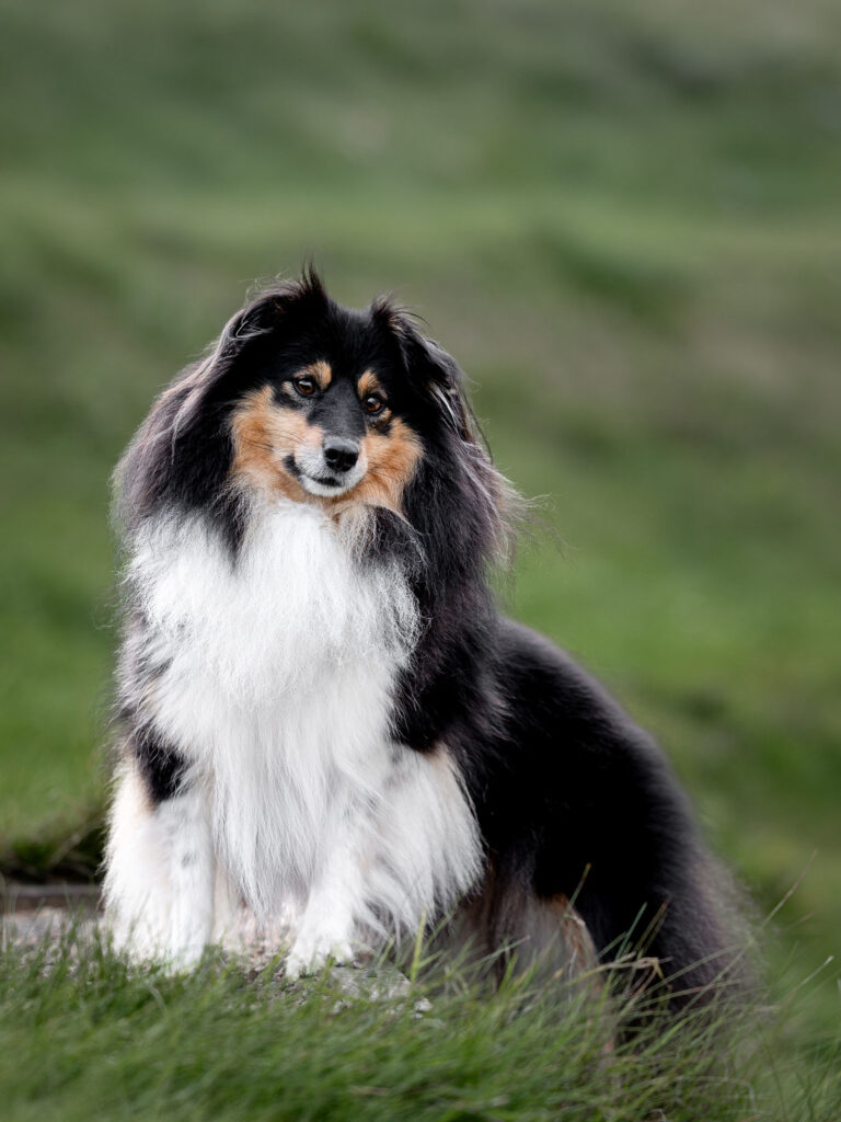 Hundefotografering af fotograf Connie Westergaard