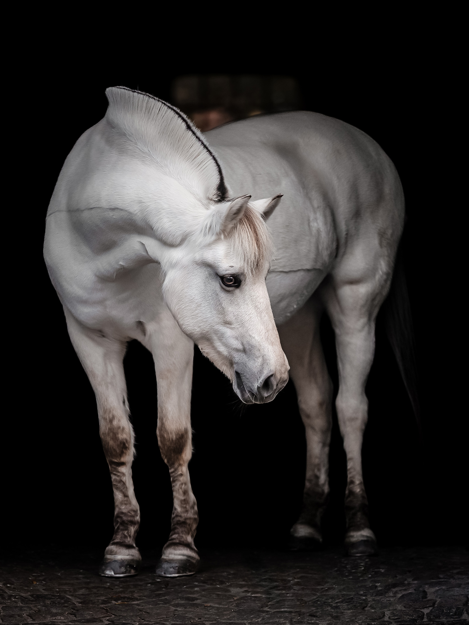 Hestefotografering af fotograf Connie Westergaard