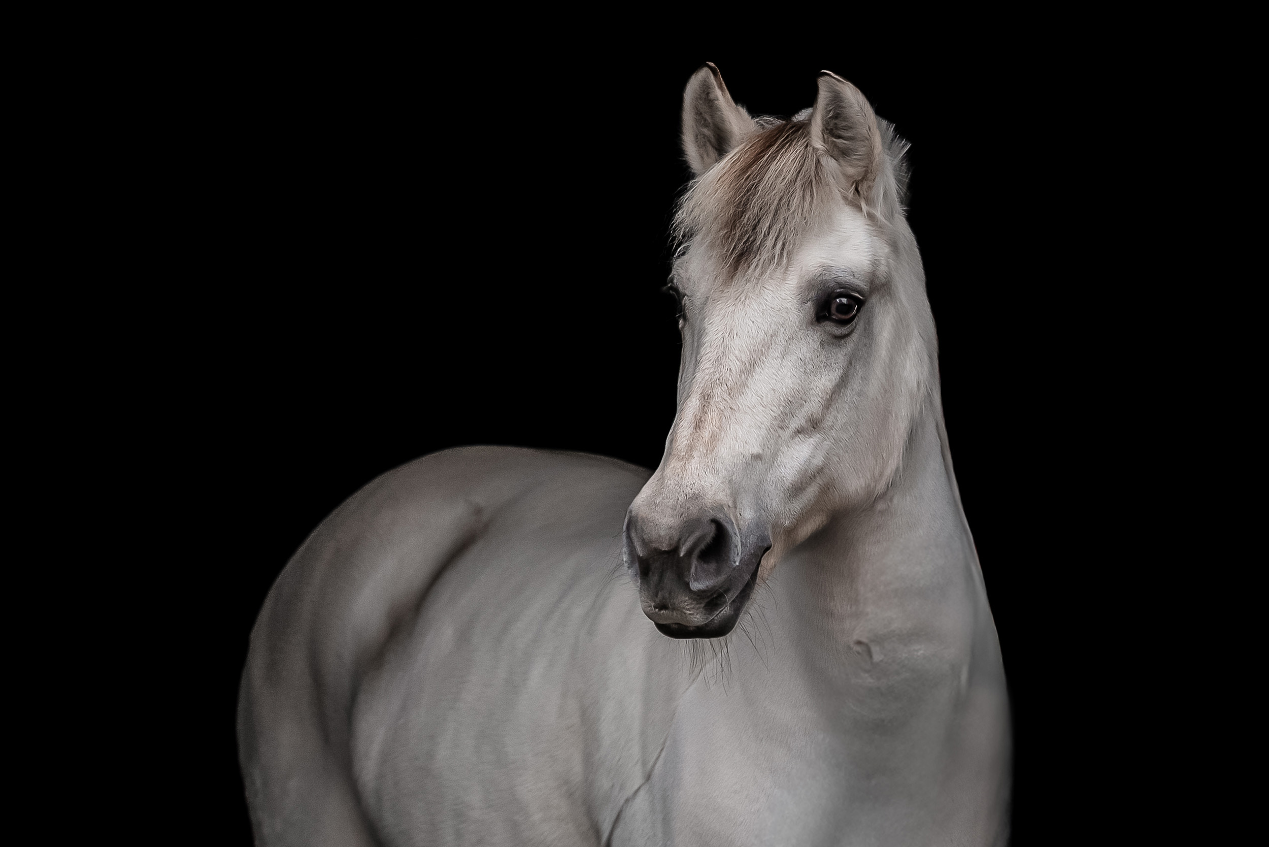 Hestefotografering af fotograf Connie Westergaard