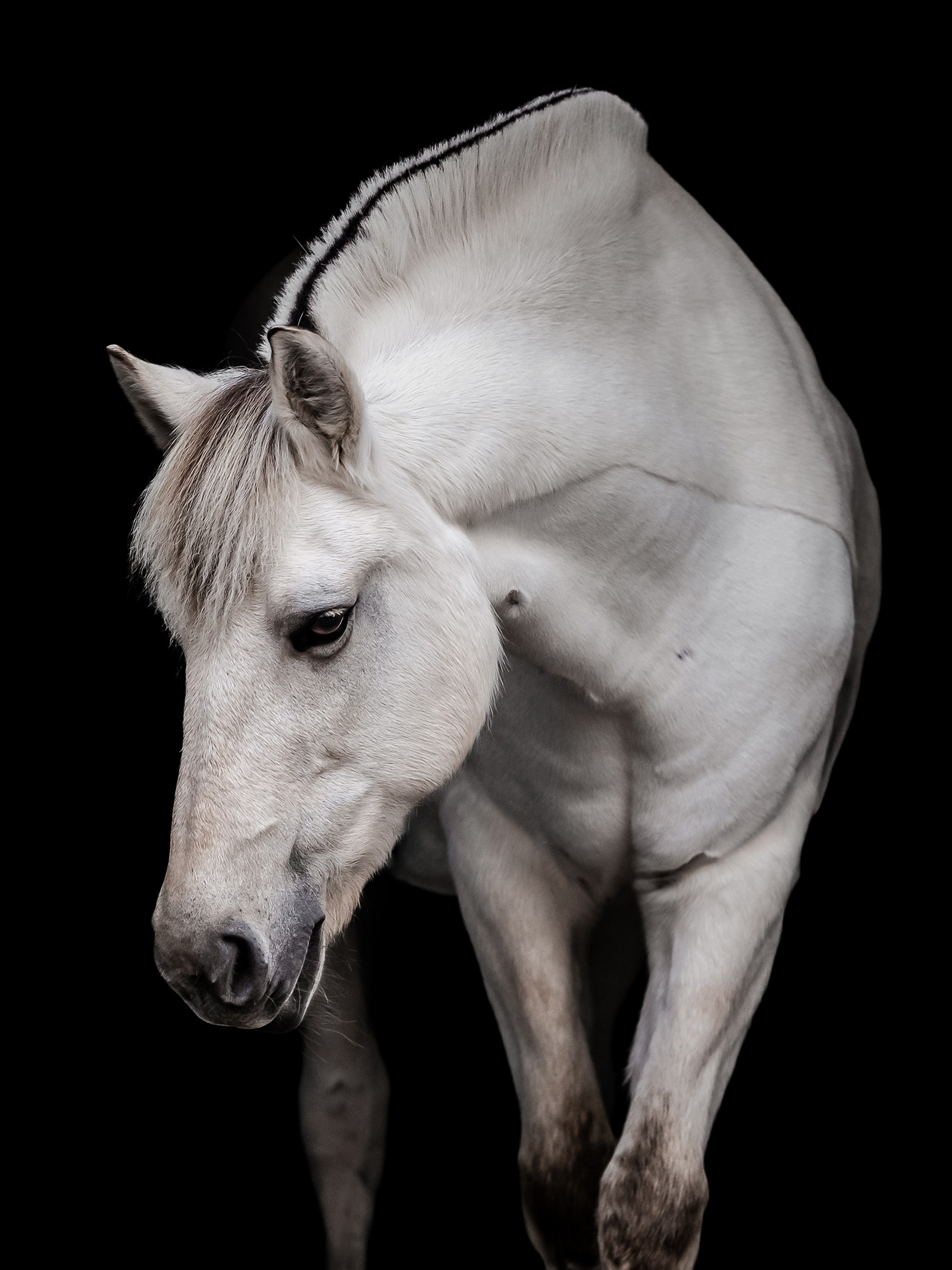 Hestefotografering af fotograf Connie Westergaard