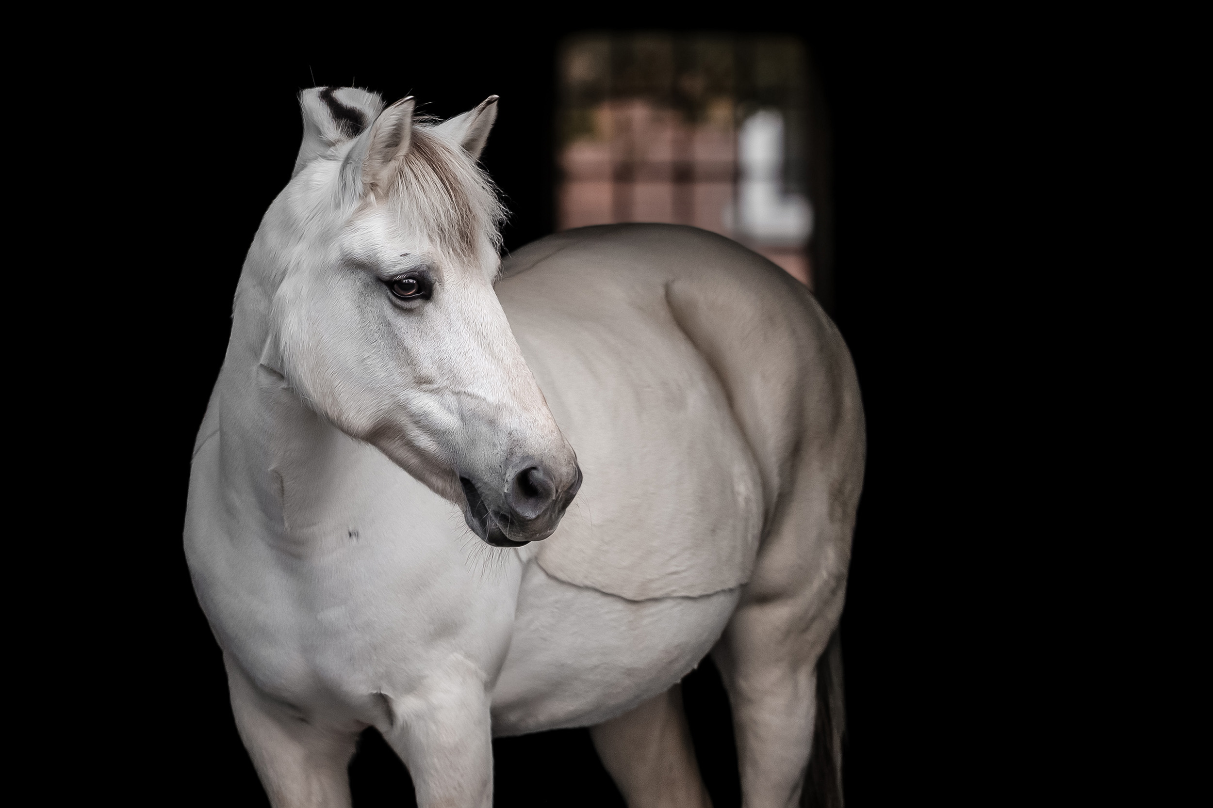 Hestefotografering af fotograf Connie Westergaard