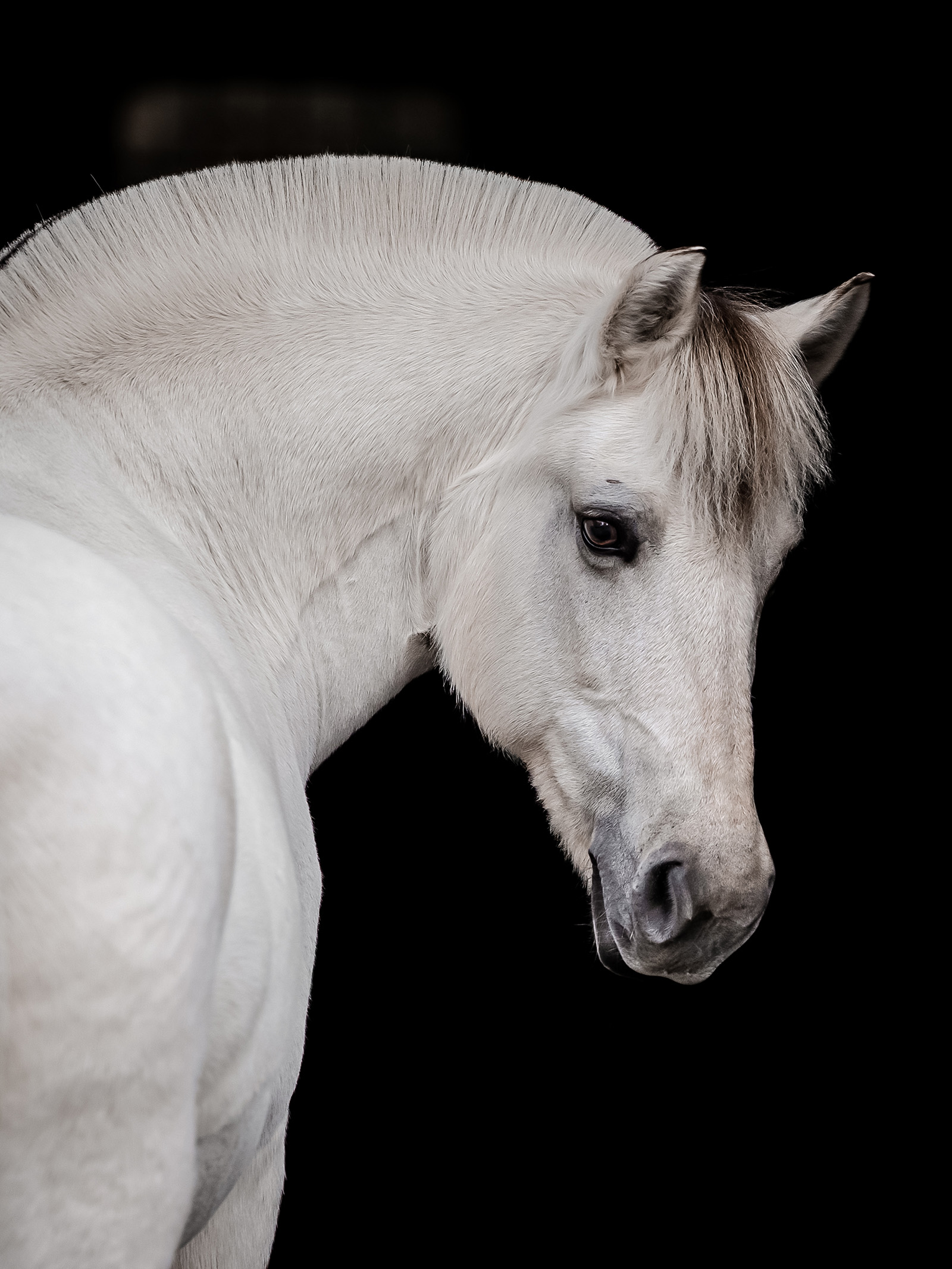 Hestefotografering af fotograf Connie Westergaard